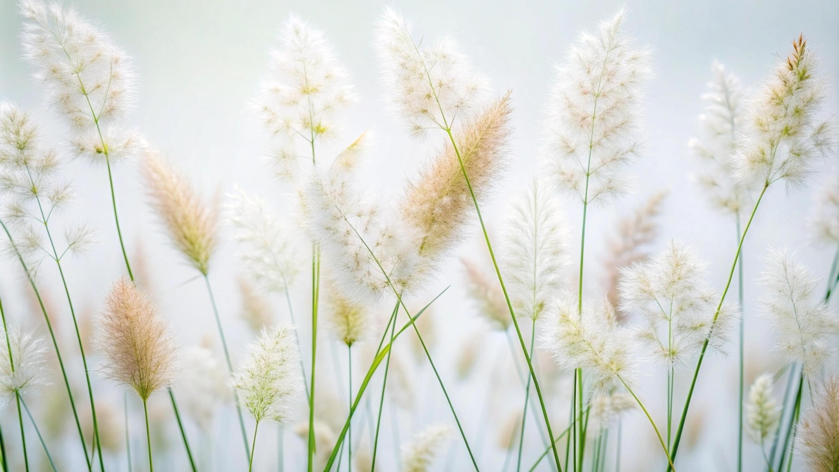 Blooming grass flowers on a white background. Stock Free