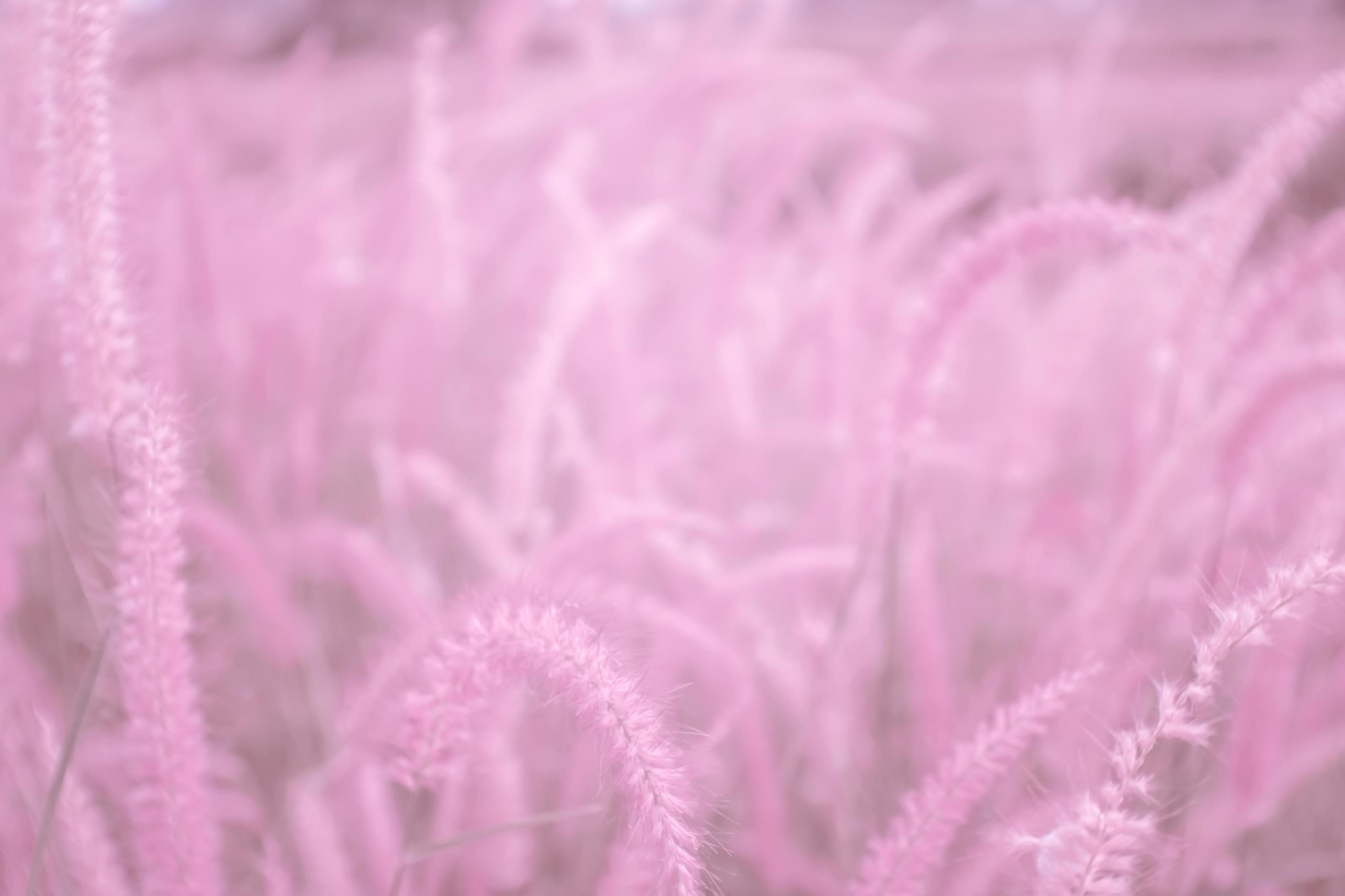 blurred,pink grass flowers,Soft focus,Nature blur pink background. Stock Free