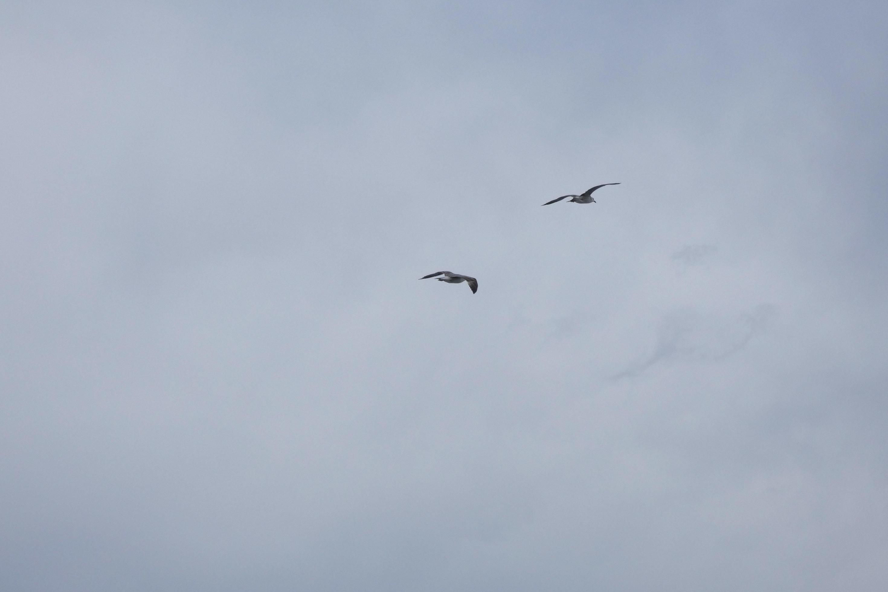 Wild seagulls in nature along the cliffs of the Catalan Costa Brava, Mediterranean, Spain. Stock Free