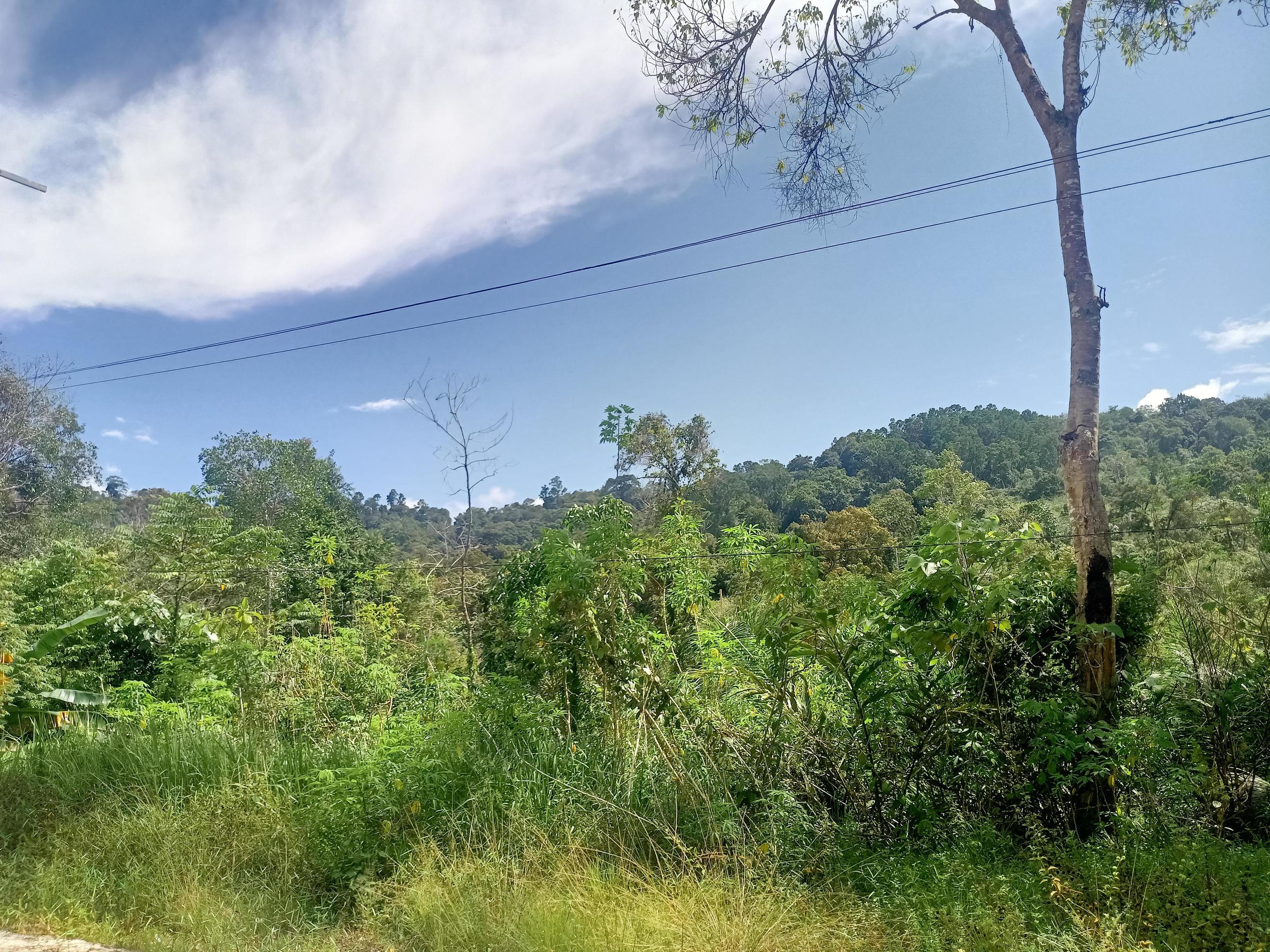 beautiful view clear blue sky and lots of natural green trees Stock Free