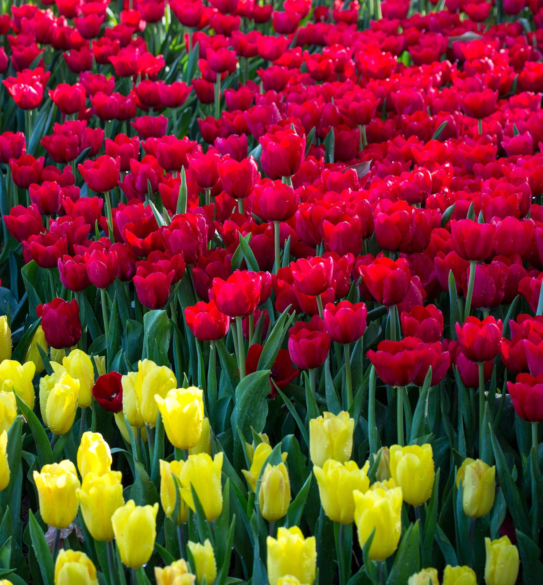 Colorful tulip flower fields blooming in the garden Stock Free