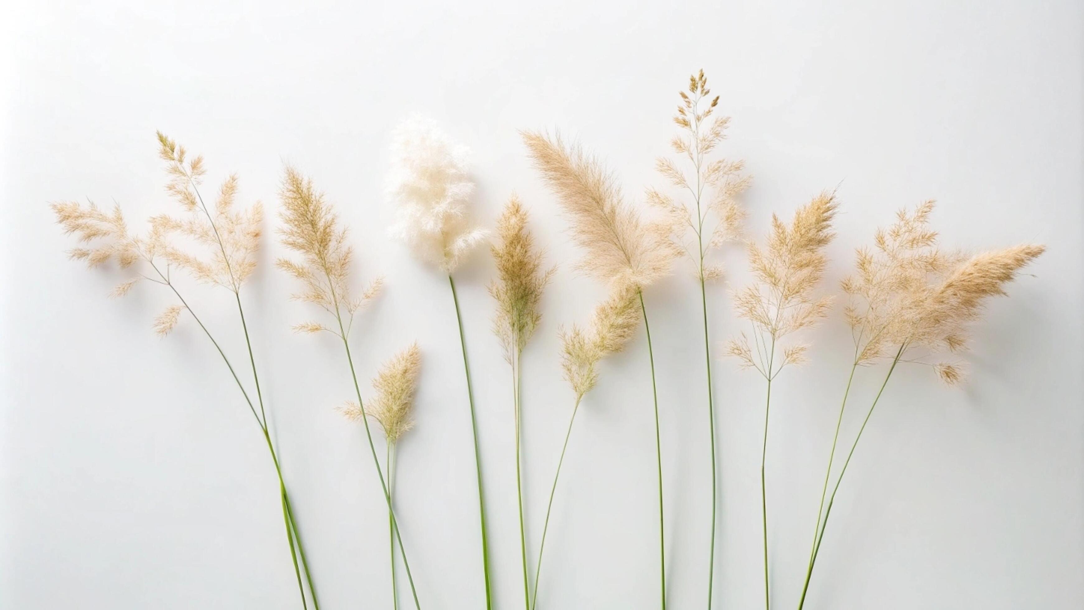 Blooming grass flowers on a white background. Stock Free