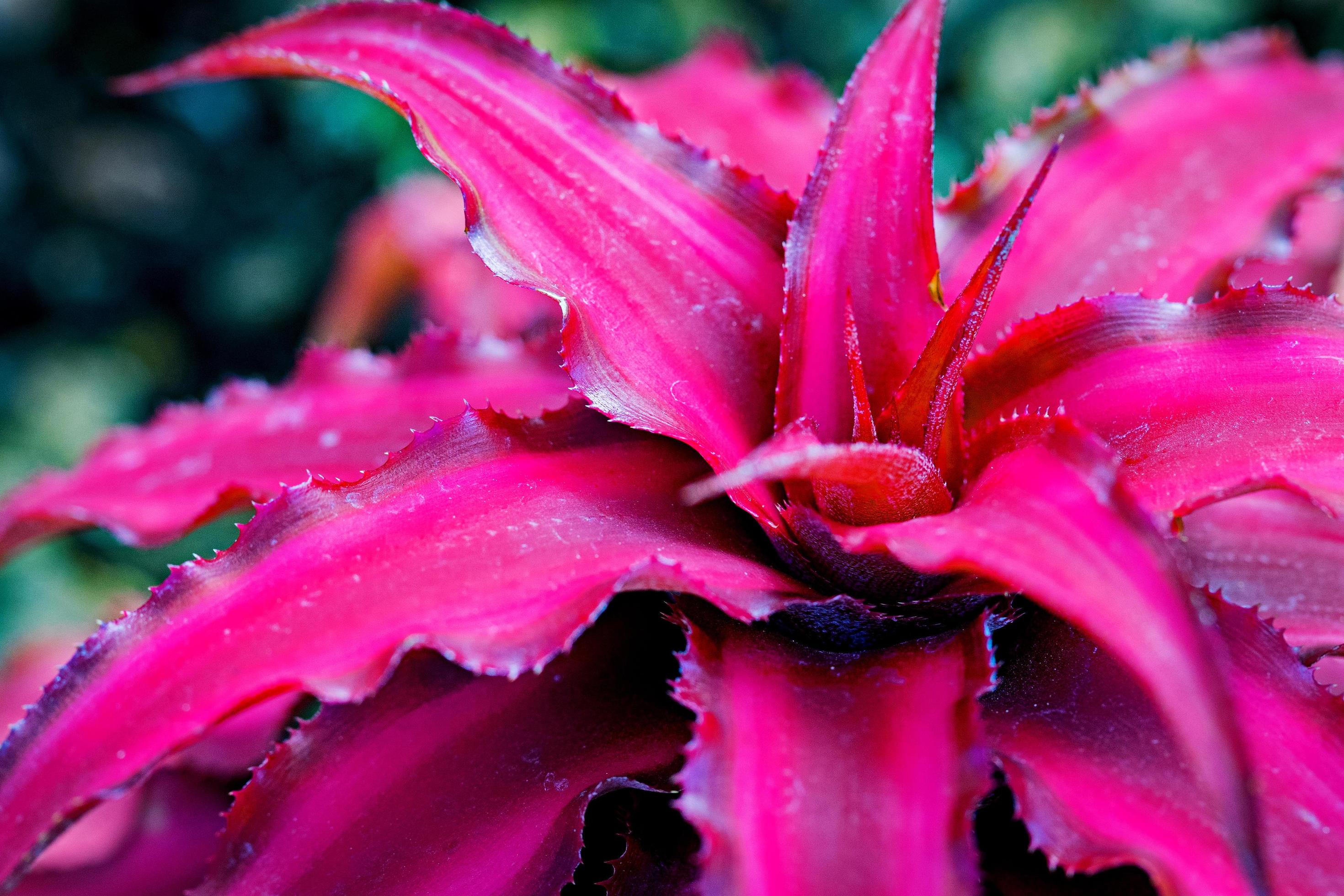 Close up pink flower Stock Free