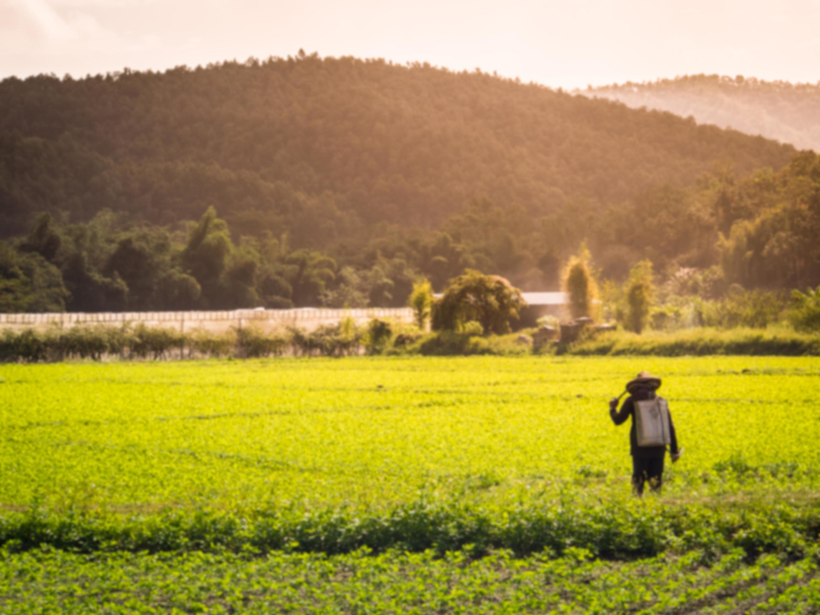 
									Blurred image landscape Vegetable garden with sunlight, Abstract background, Farmers are spraying insecticides. Stock Free