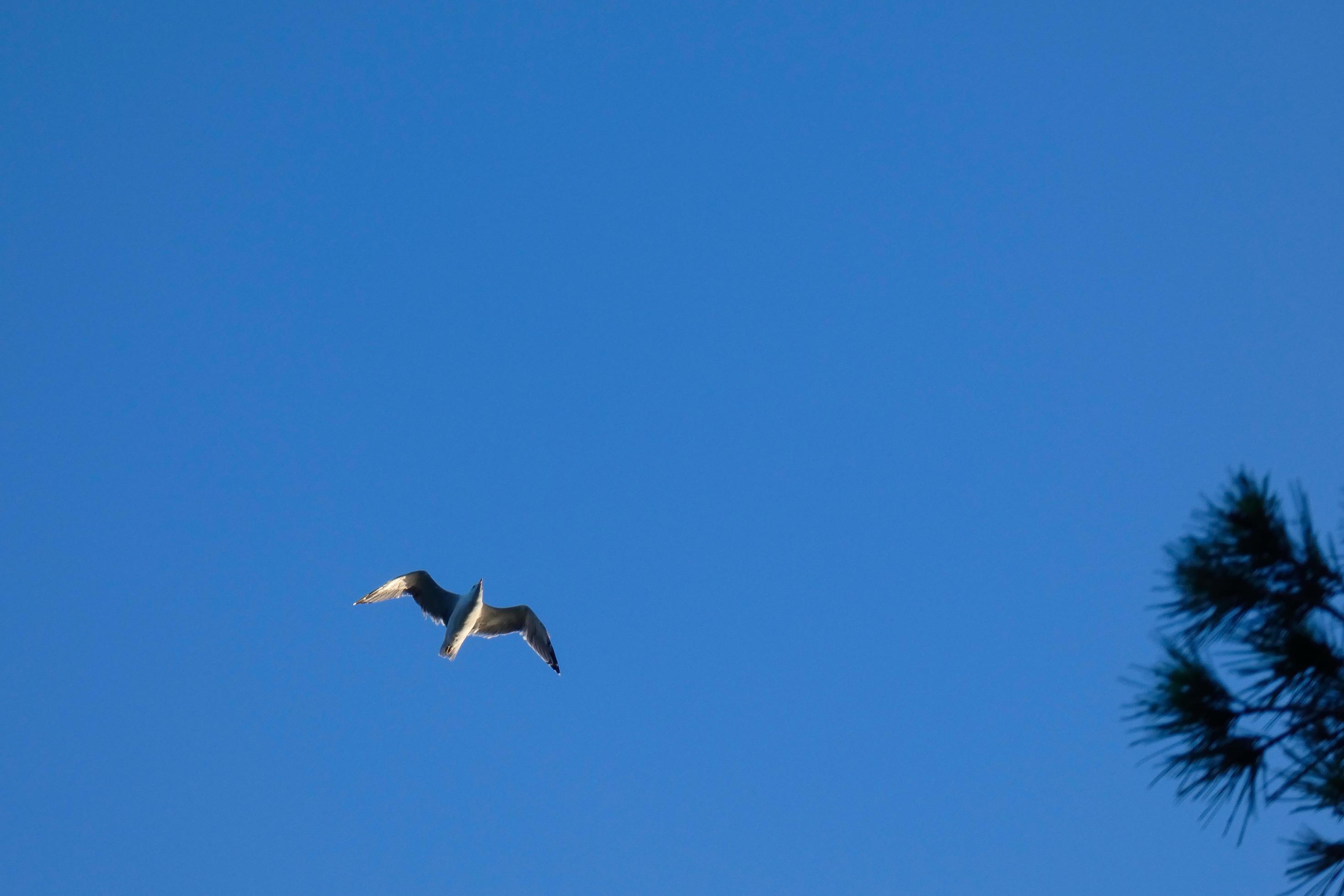 Wild seagulls in nature along the cliffs of the Catalan Costa Brava, Mediterranean, Spain. Stock Free