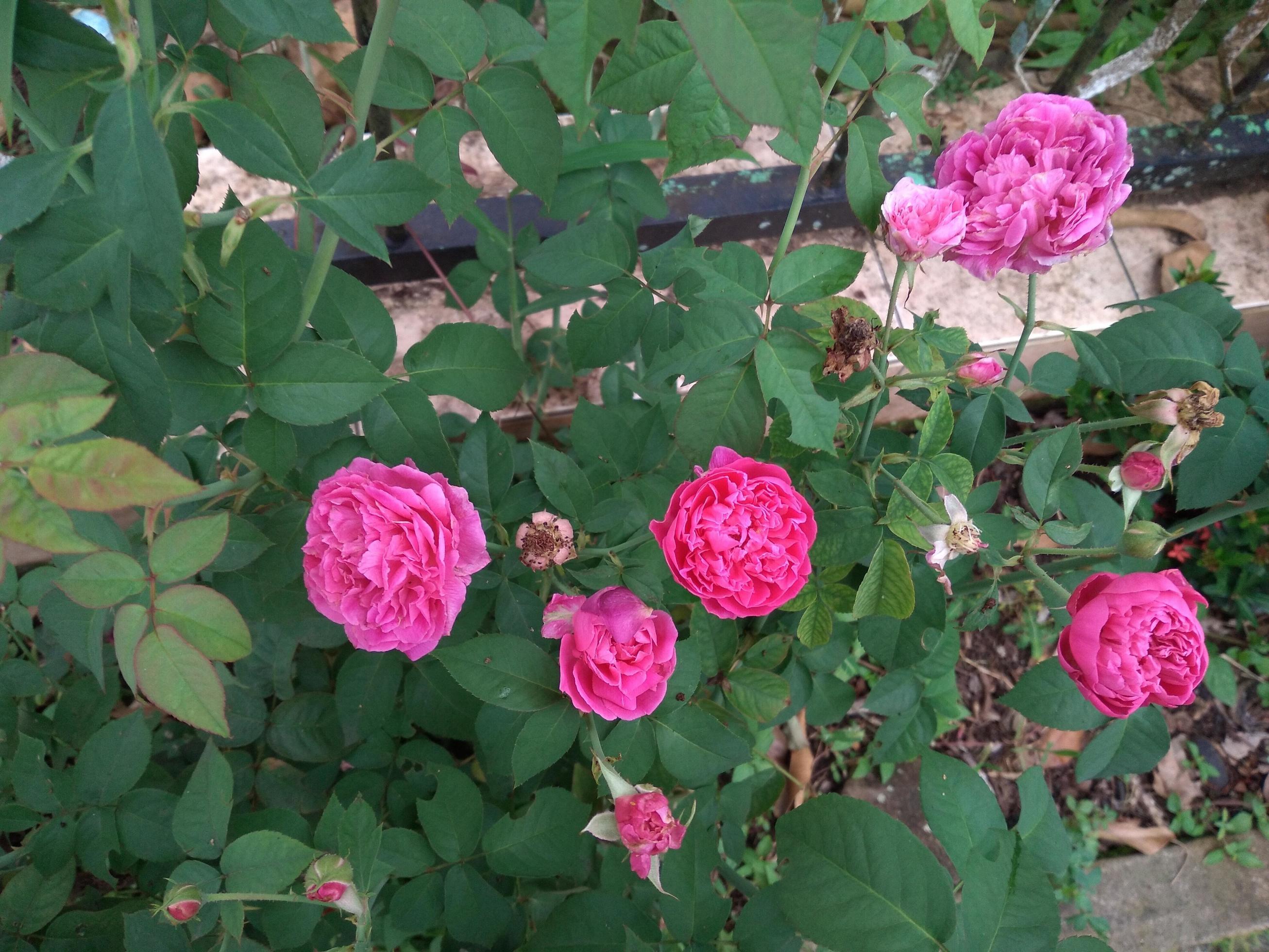 Pink Rose flower with raindrops on background pink roses flowers. Nature. Stock Free