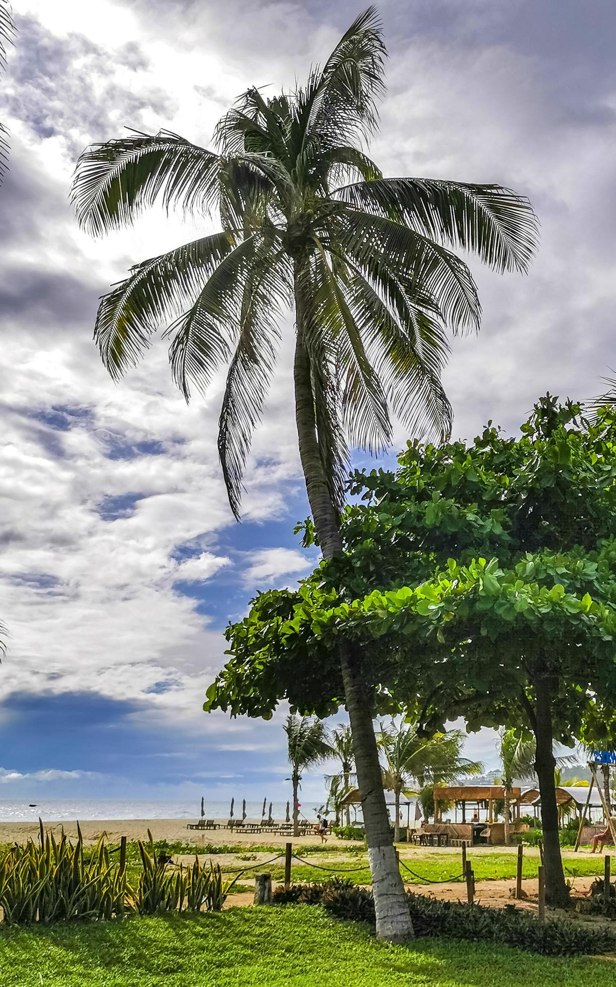 Tropical natural palm tree coconuts blue sky in Mexico. Stock Free