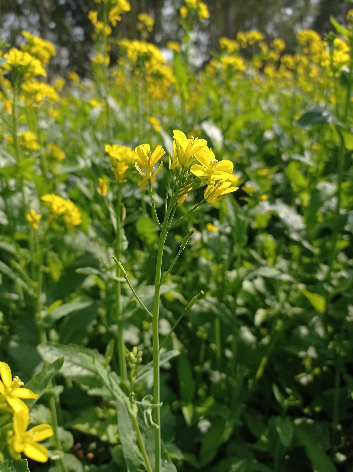 Mustard Flower Images Free Download Stock Free