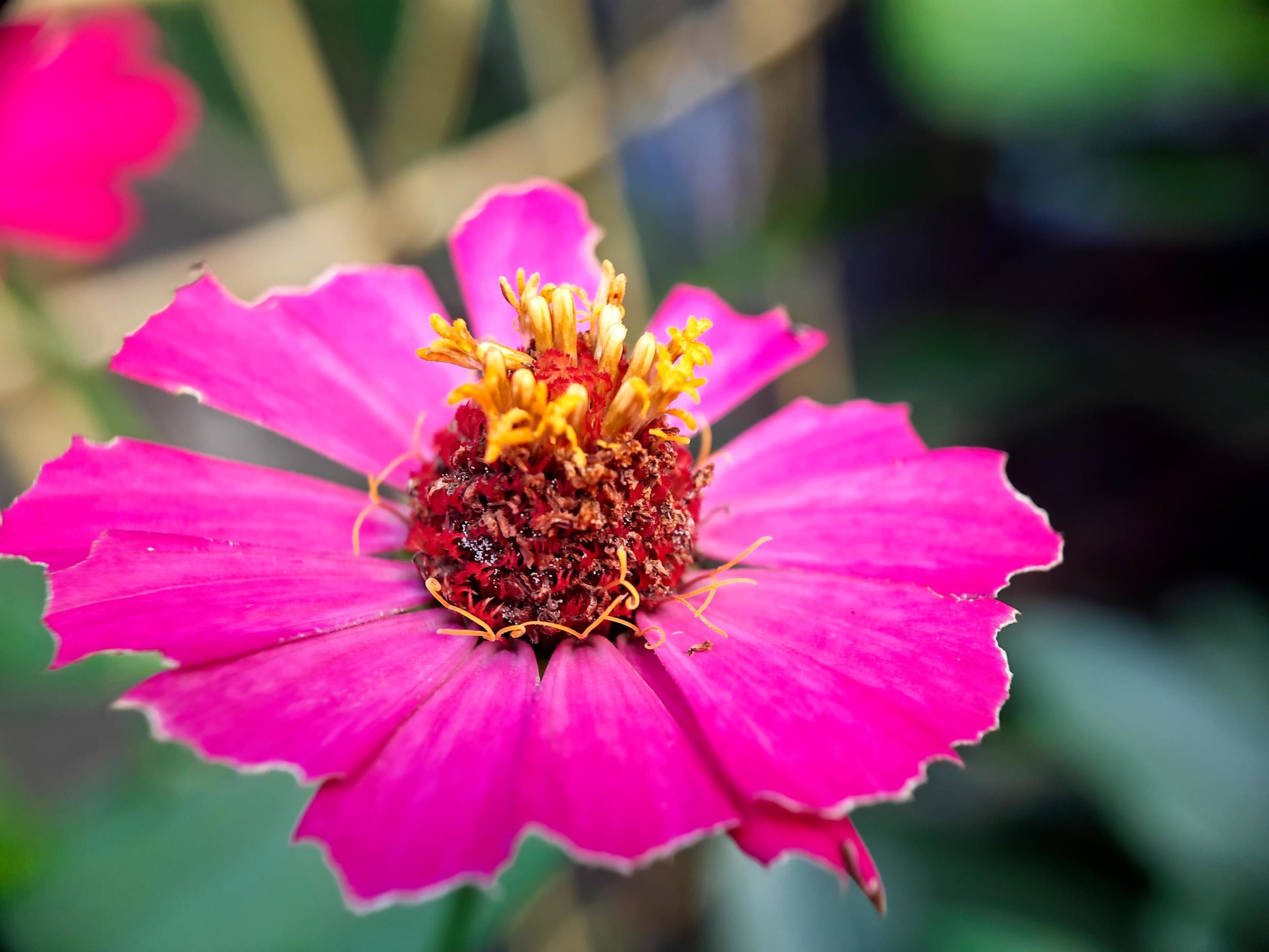 pink flower blooms in the morning on a blurred background. bokeh Stock Free