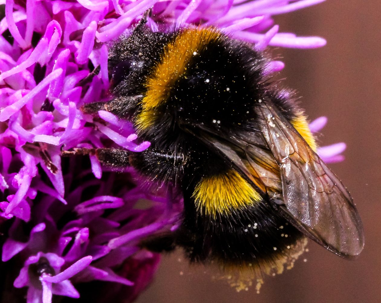 Bee on Purple Flower Stock Free