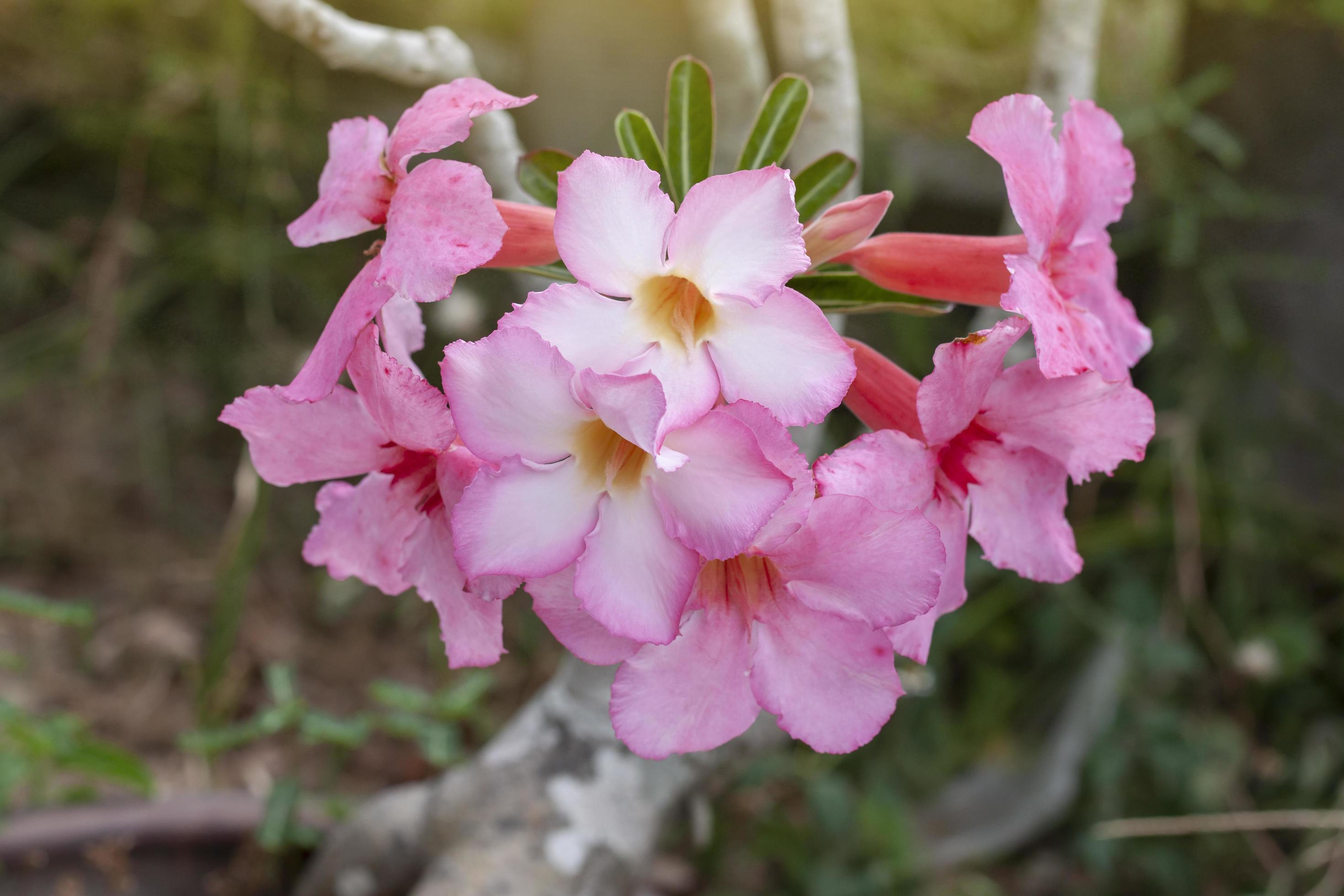 Fresh pink desert rose, mock azalea, pinkbignonia or impala lily flowers bloom on blur nature background. Stock Free