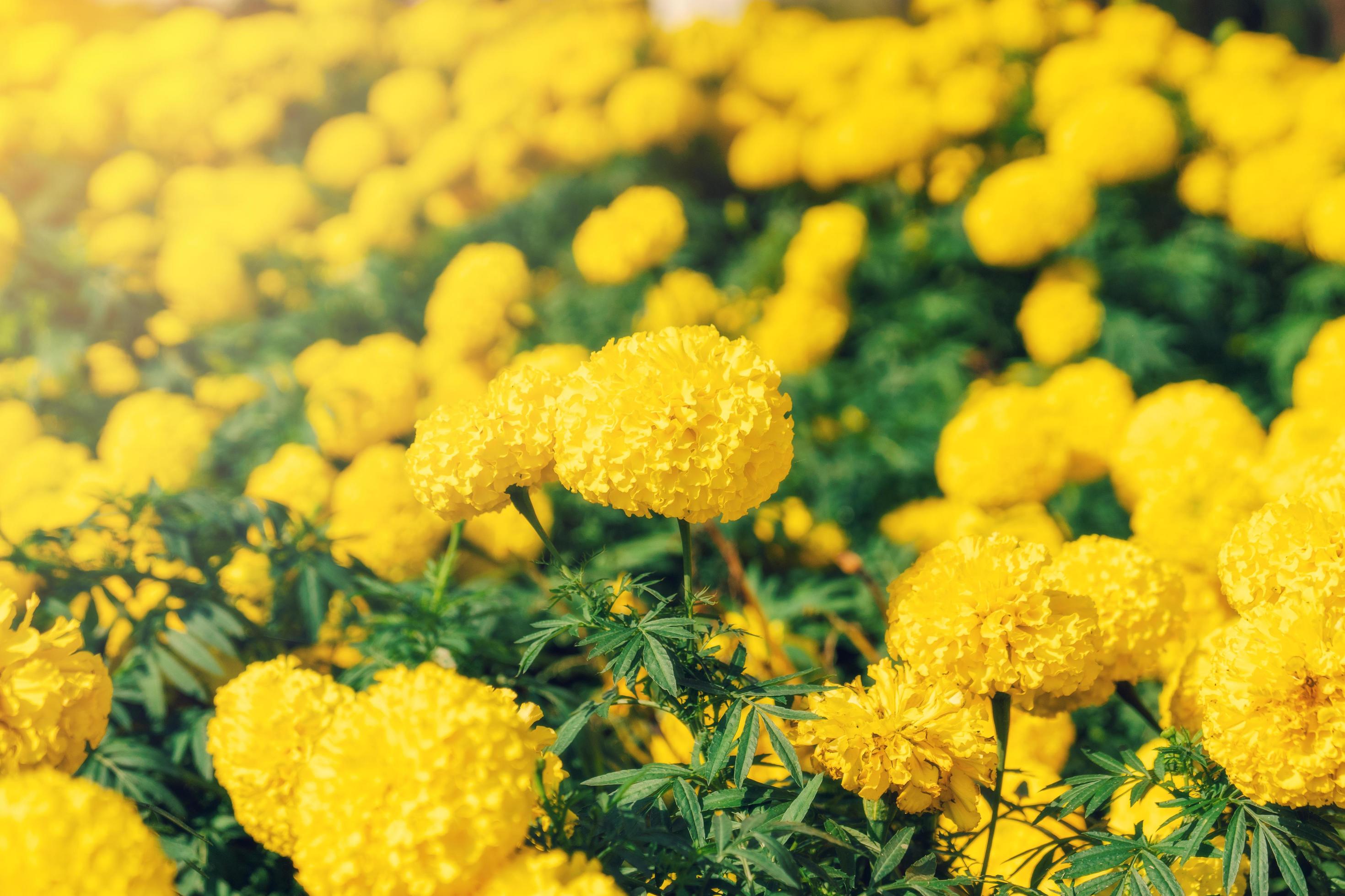 Yellow Marigold flowers Stock Free