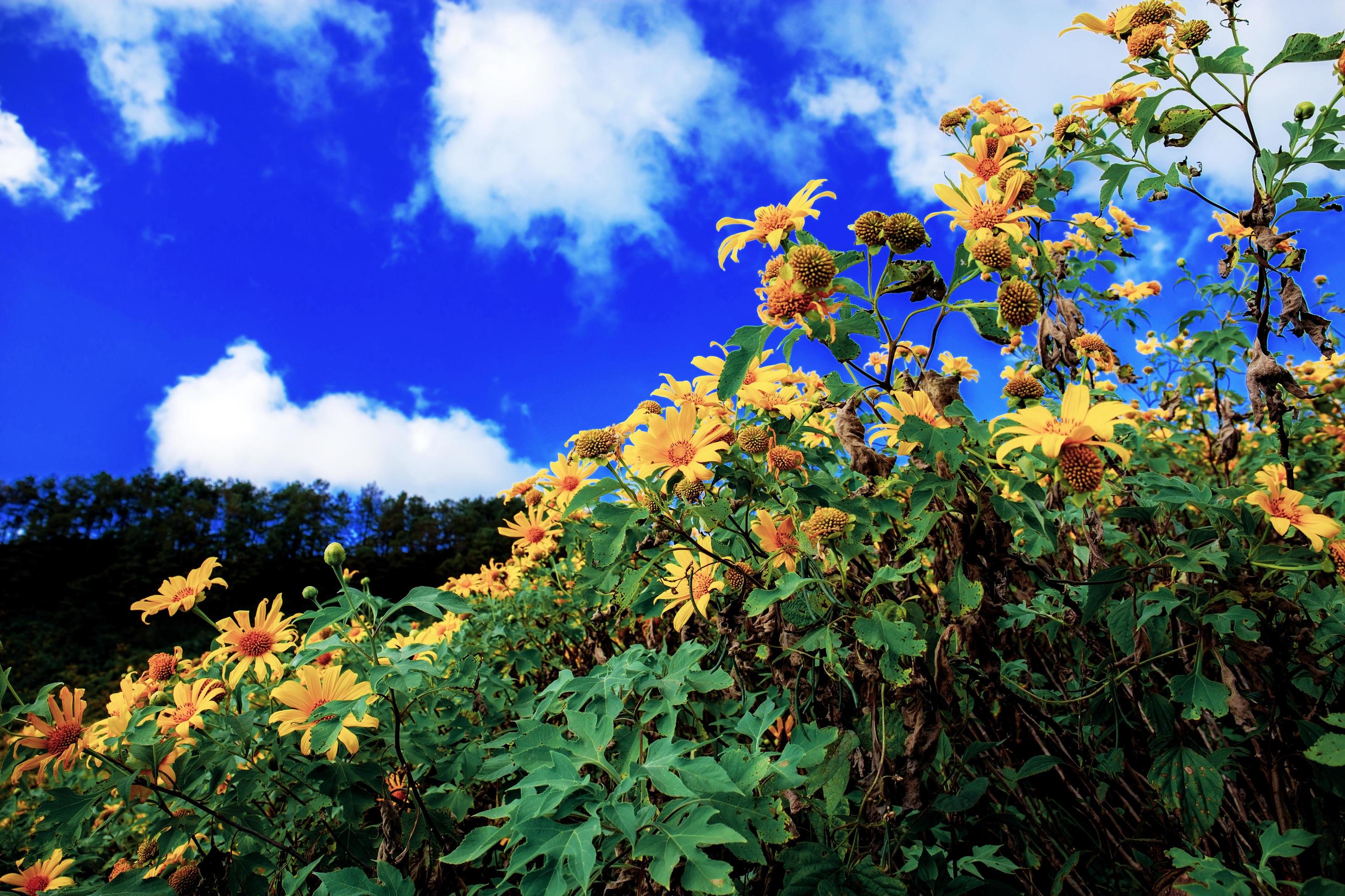 Bua tong flower with sky. Stock Free