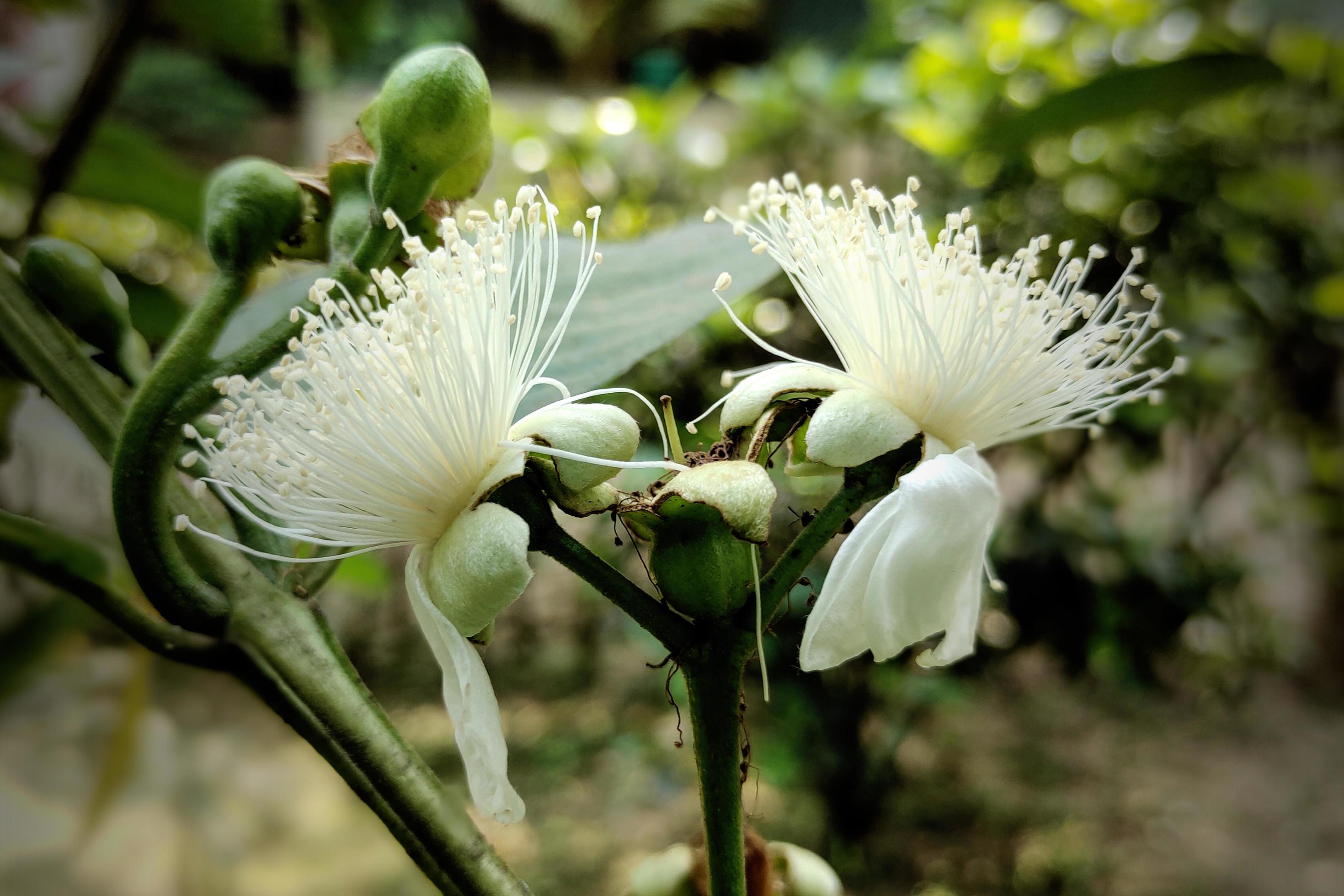 Goyava Fruit Flower in Full Bloom Close Stock Free