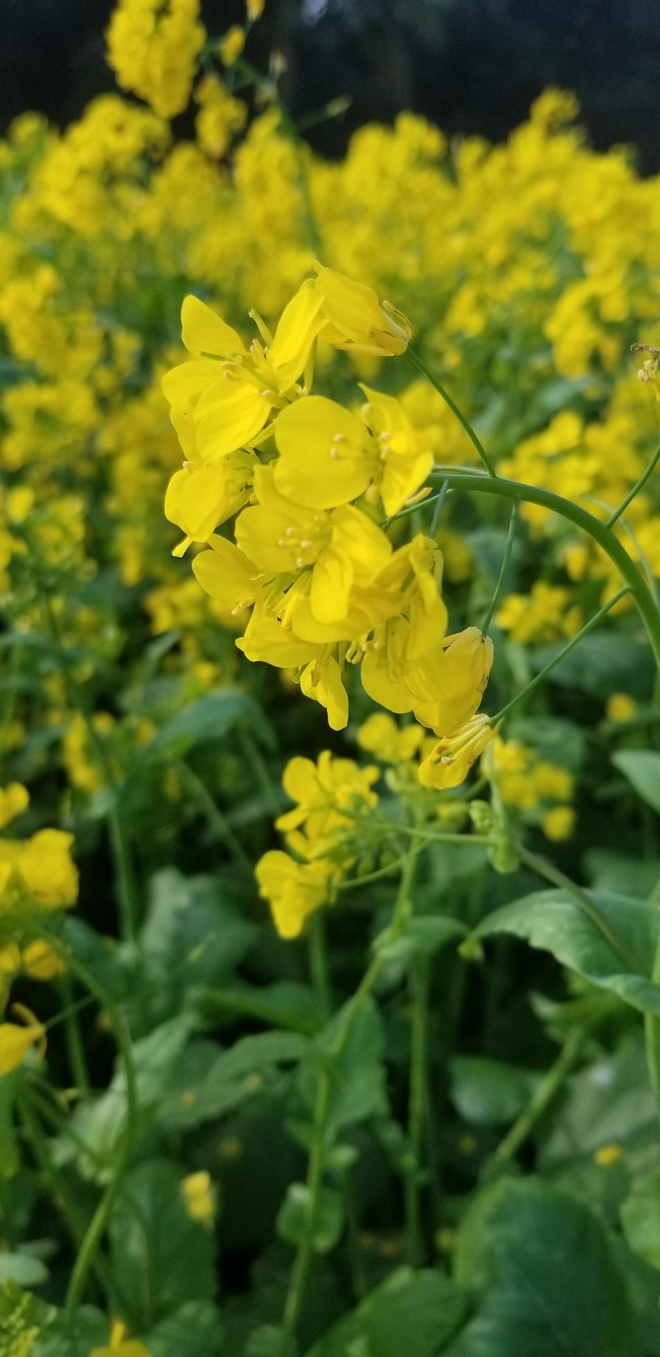 Rapeseed flowers close views Stock Free