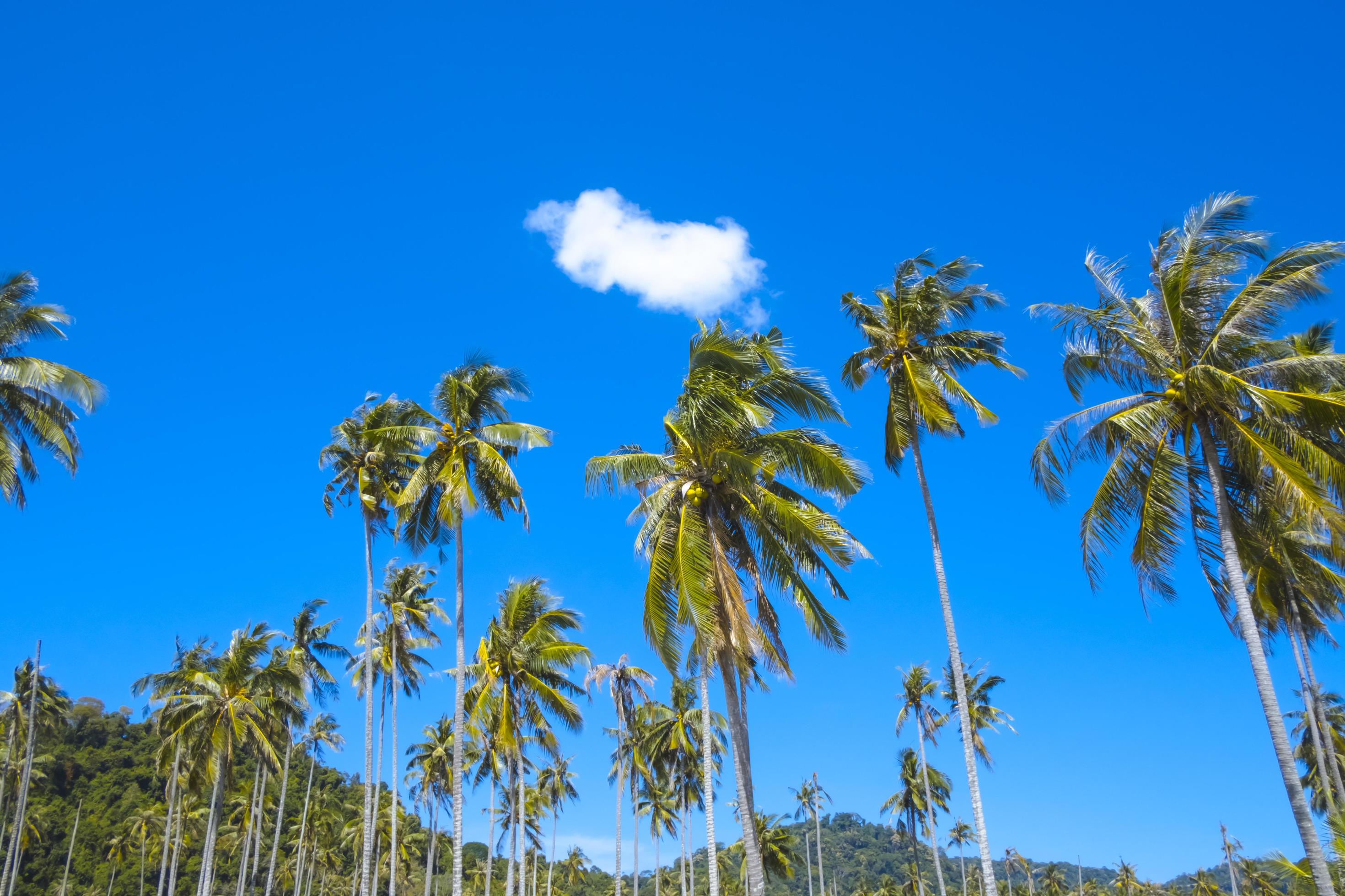 palm tree against blue sky and white clouds sunny day Stock Free