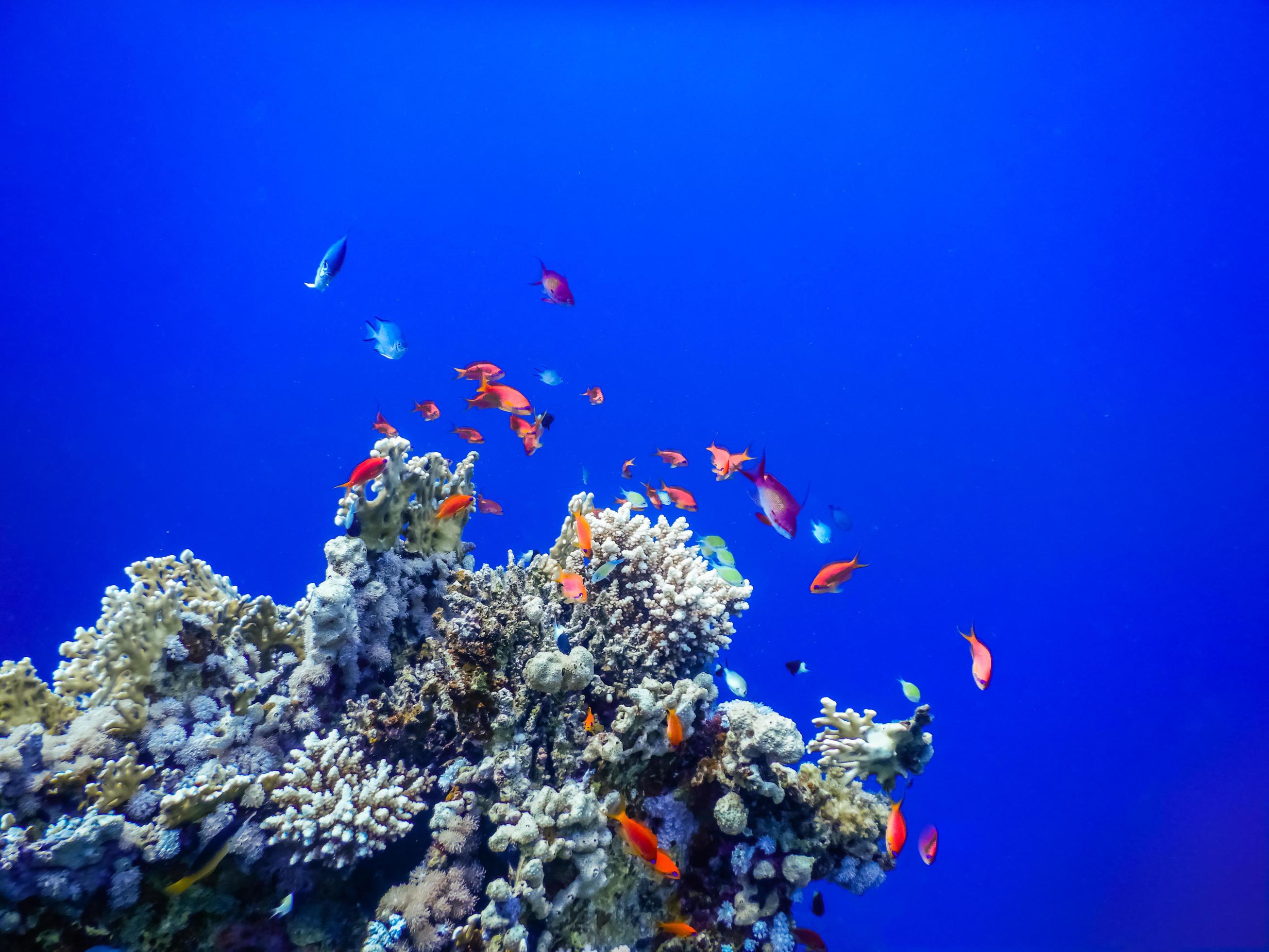 
									amazing deep blue water with colorful fishes over corals while diving Stock Free