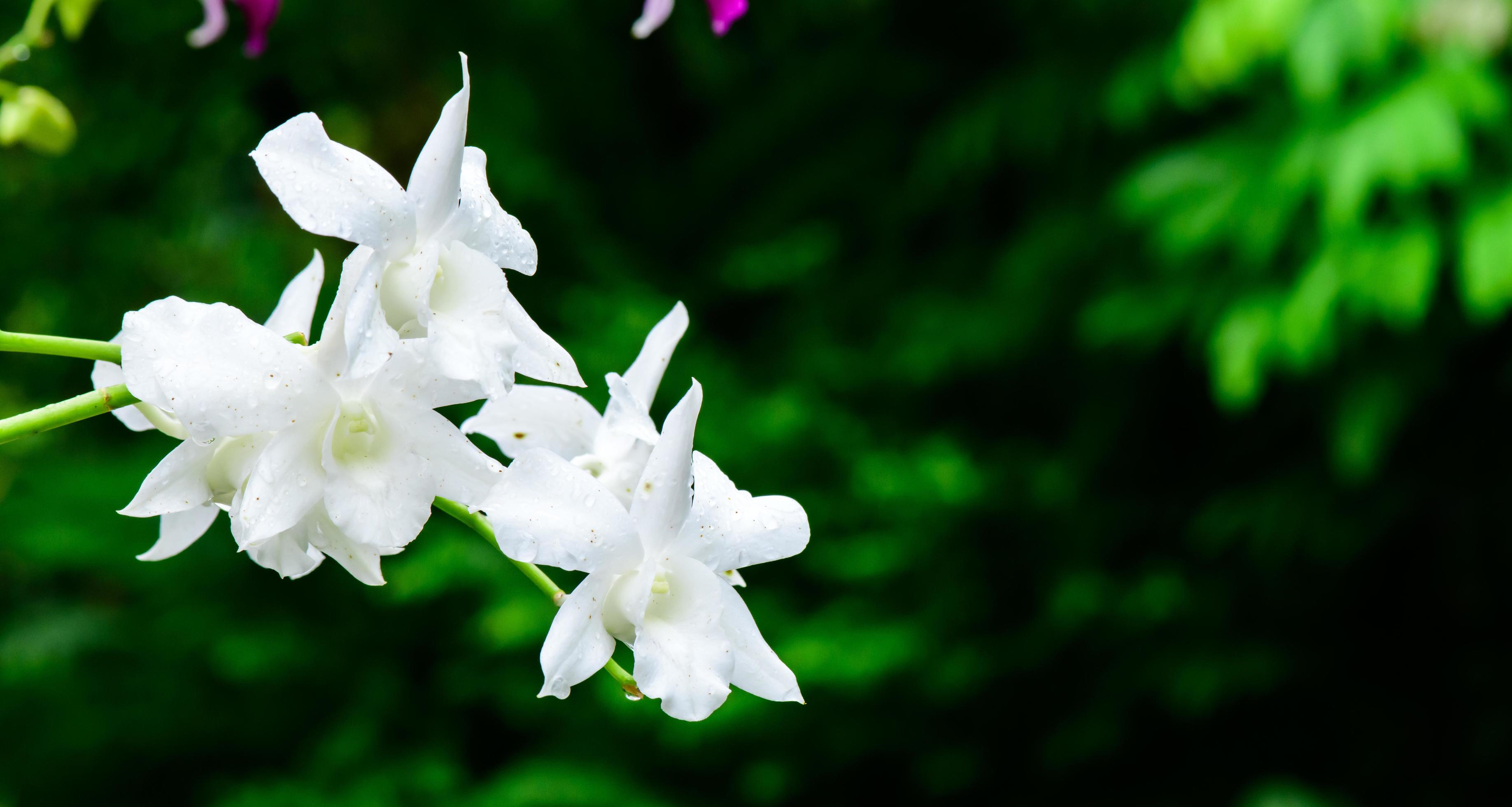 Purple fresh Orchids flowers in garden Stock Free