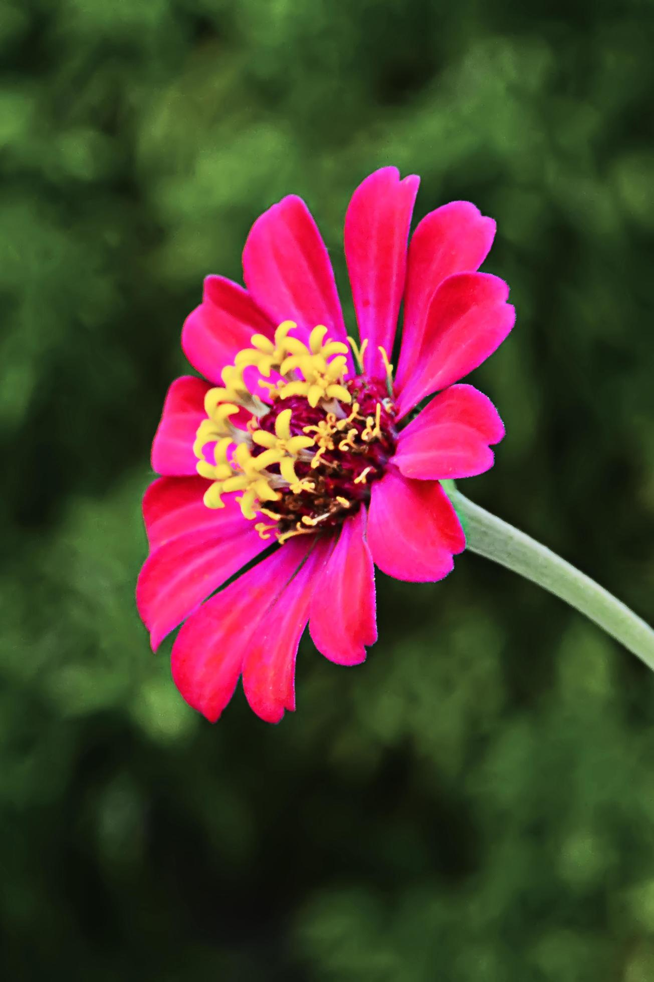 Pink flower plant in bloom on blur background Stock Free