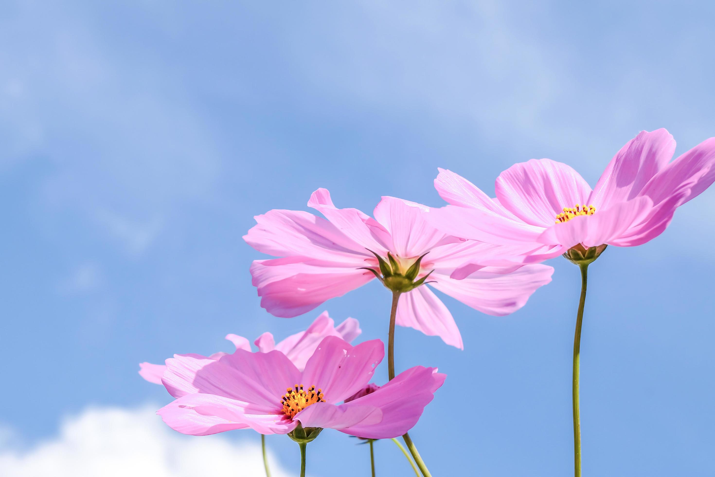 pink cosmos flowers Stock Free