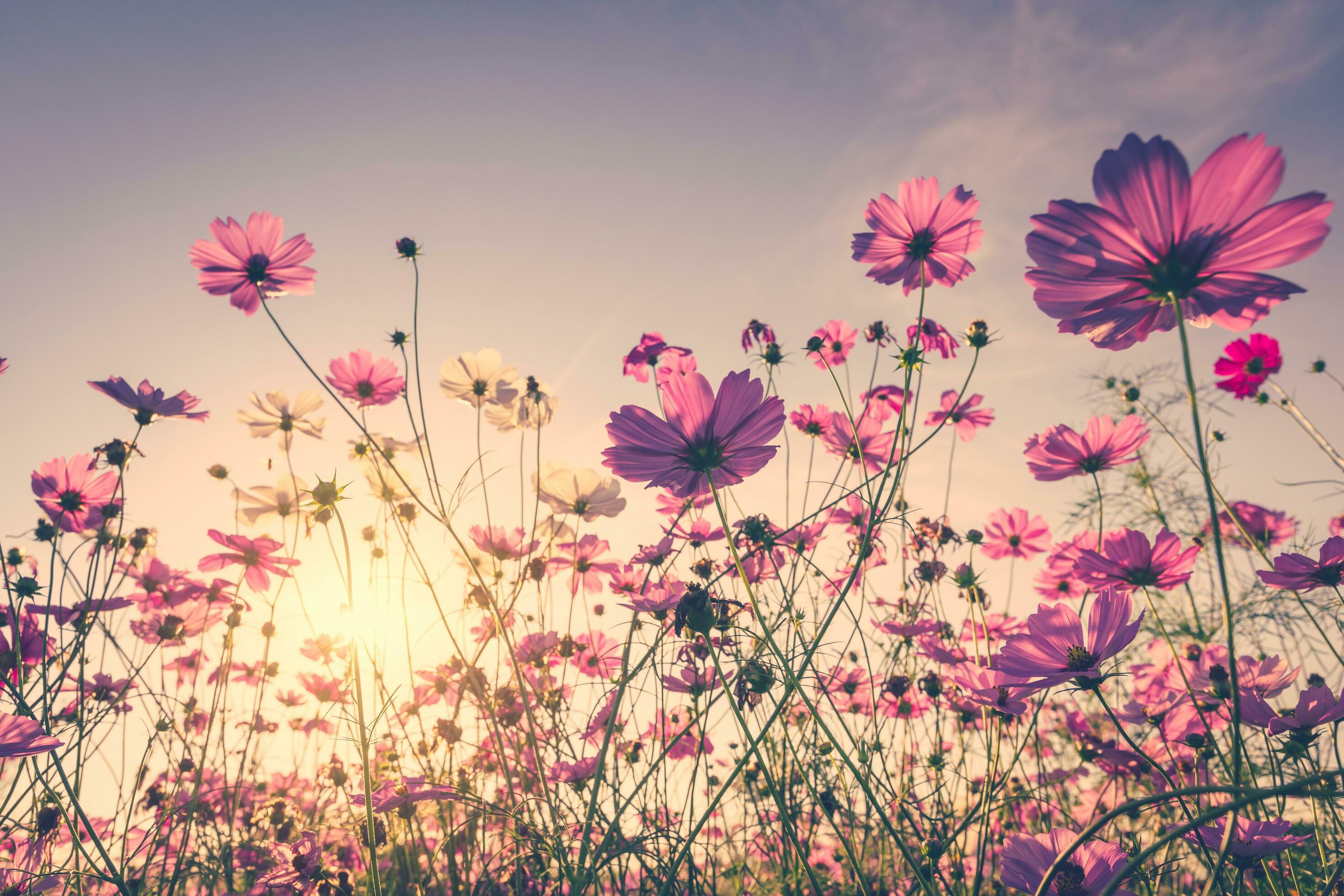 field-cosmos-flower-and-sky-sunlight-with-vintage-filter-free-photo