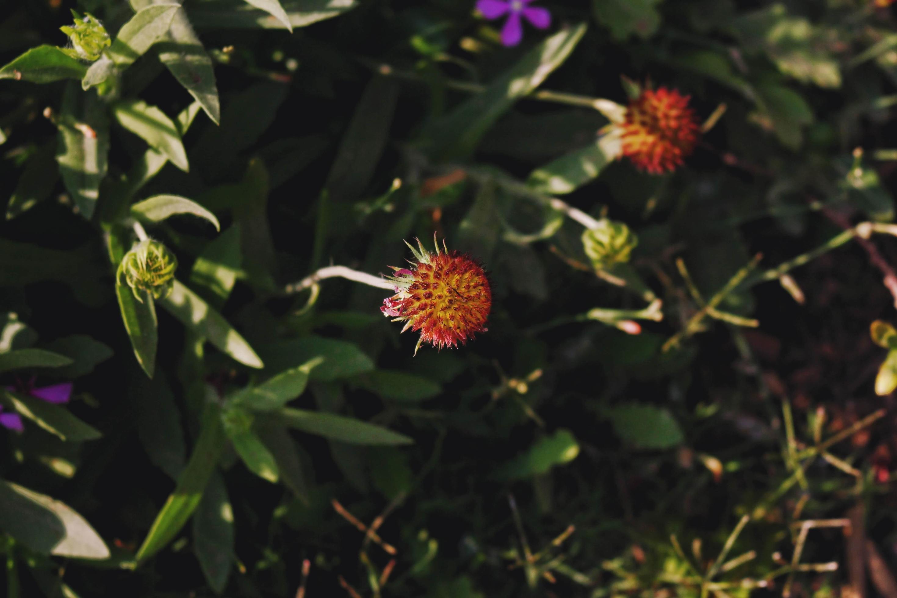 Bright Colorful Flowers In Outdoor Garden in Karachi Pakistan 2022 Stock Free