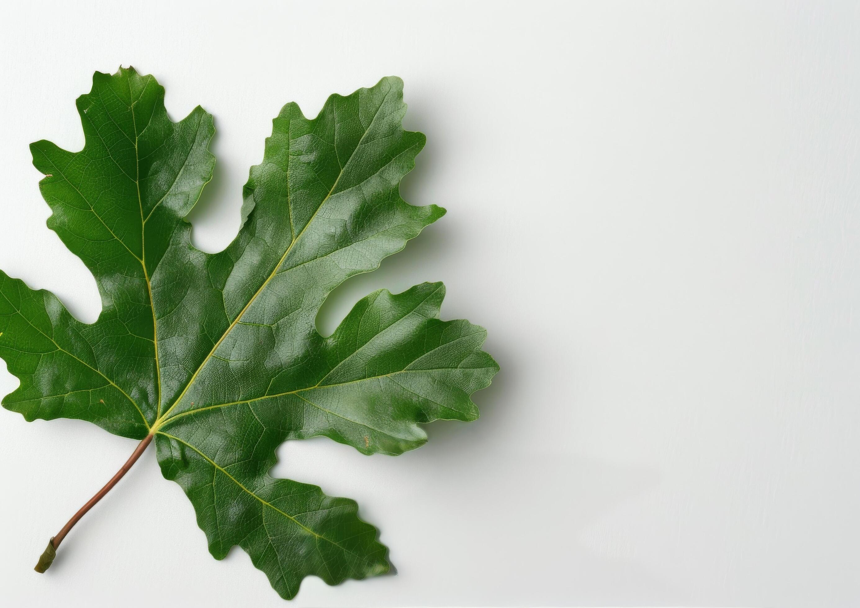 Green Leaf on White Background Stock Free