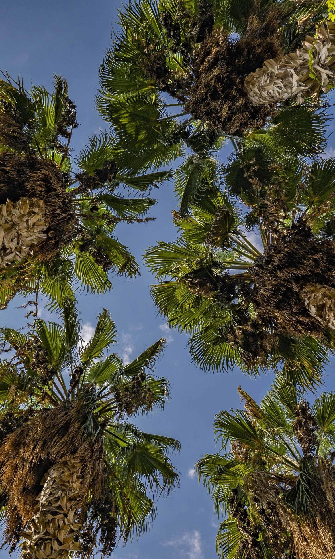 bottom view of palm trees and blue sky Stock Free