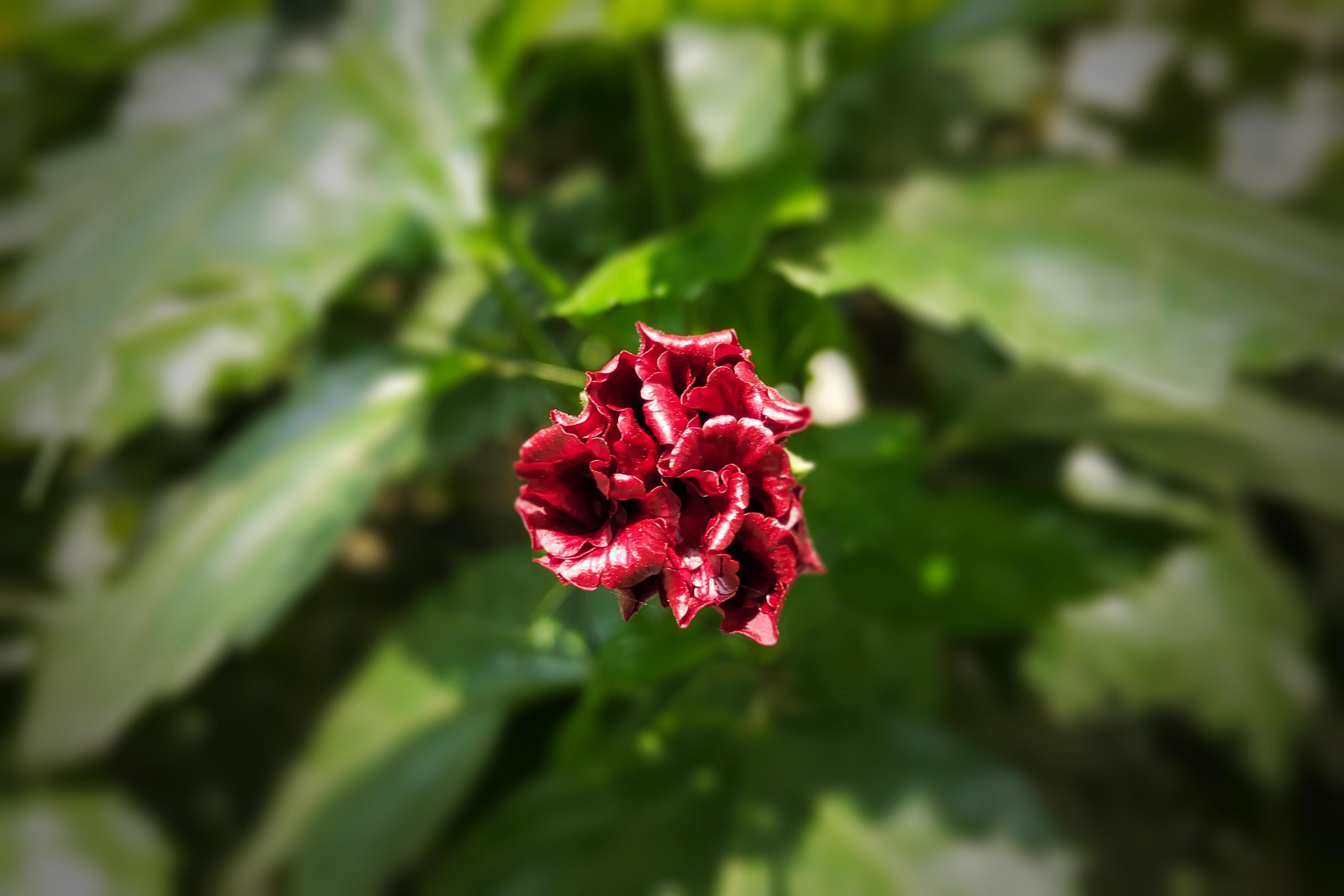 China Rose, Chinese Hibiscus Flower Stock Free