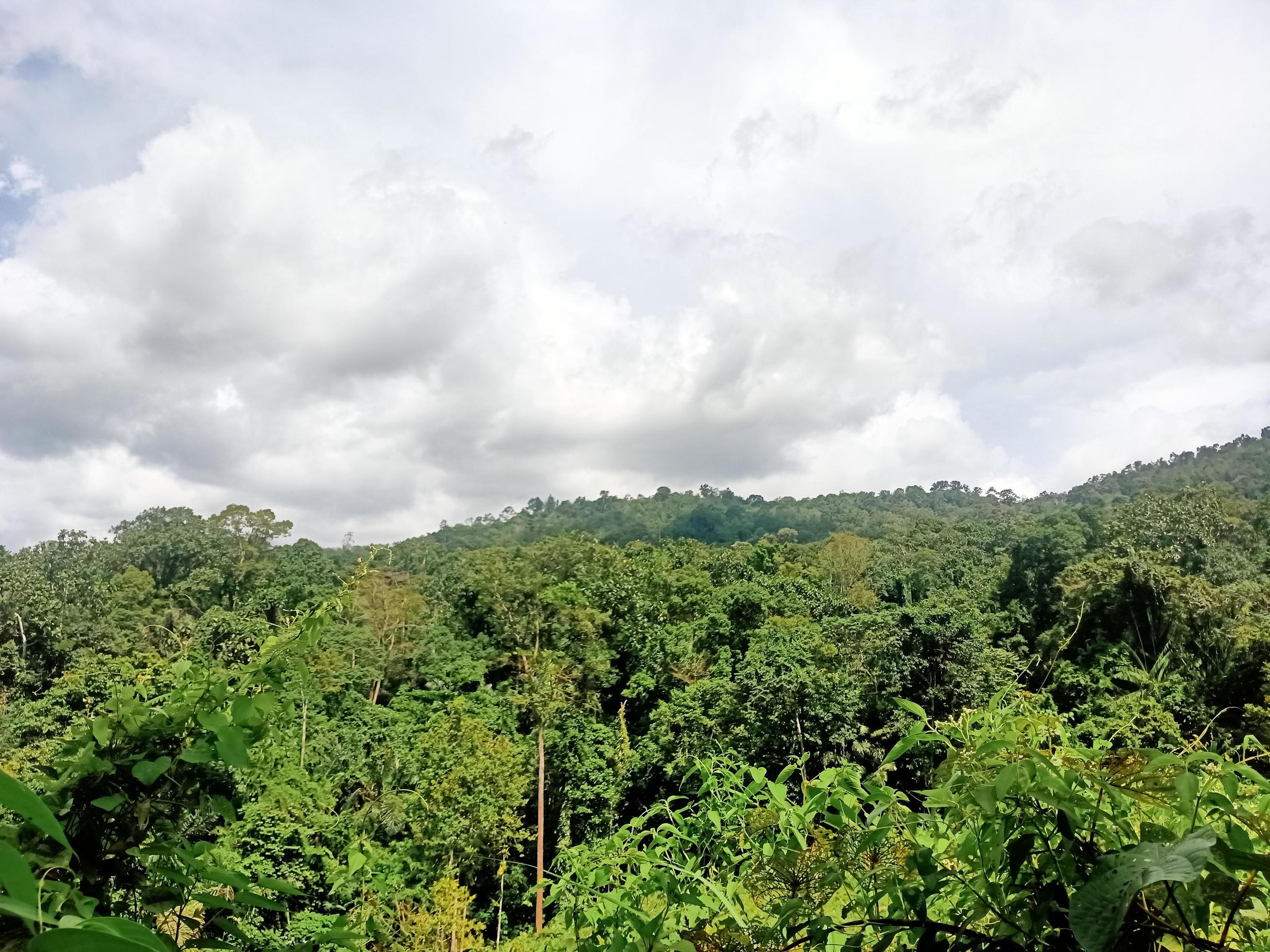 beautiful view clear blue sky and lots of natural green trees Stock Free