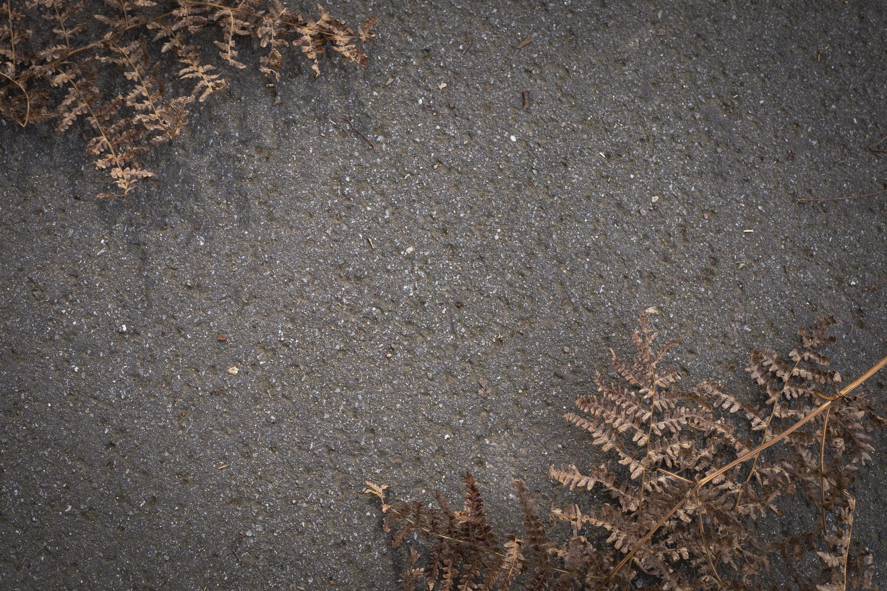 Abstract natural background. Dead leaves on the asphalt surface. Close-up of the nature elements. Free space for text. Stock Free