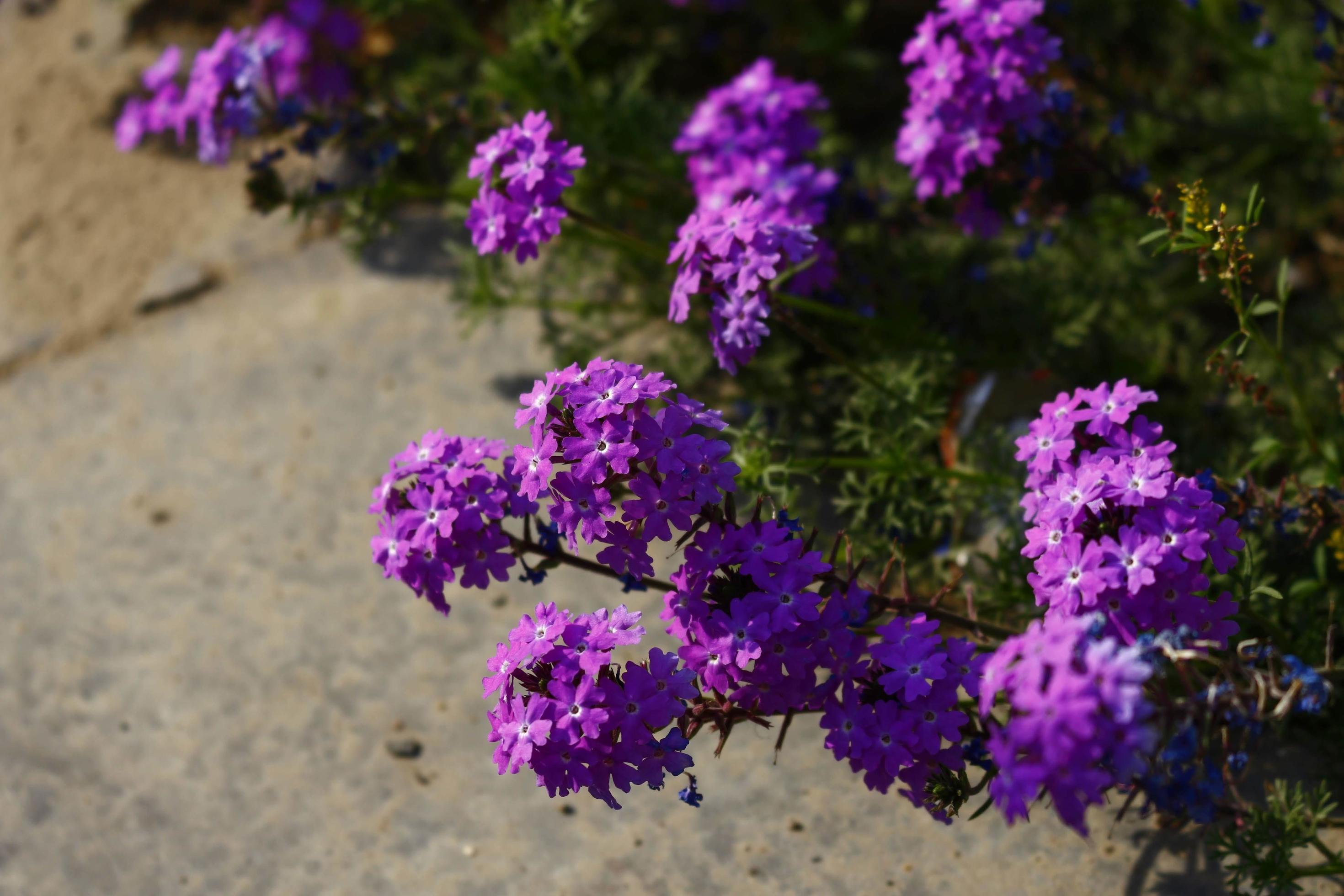 Bright Colorful Flowers In Outdoor Garden in Karachi Pakistan 2022 Stock Free