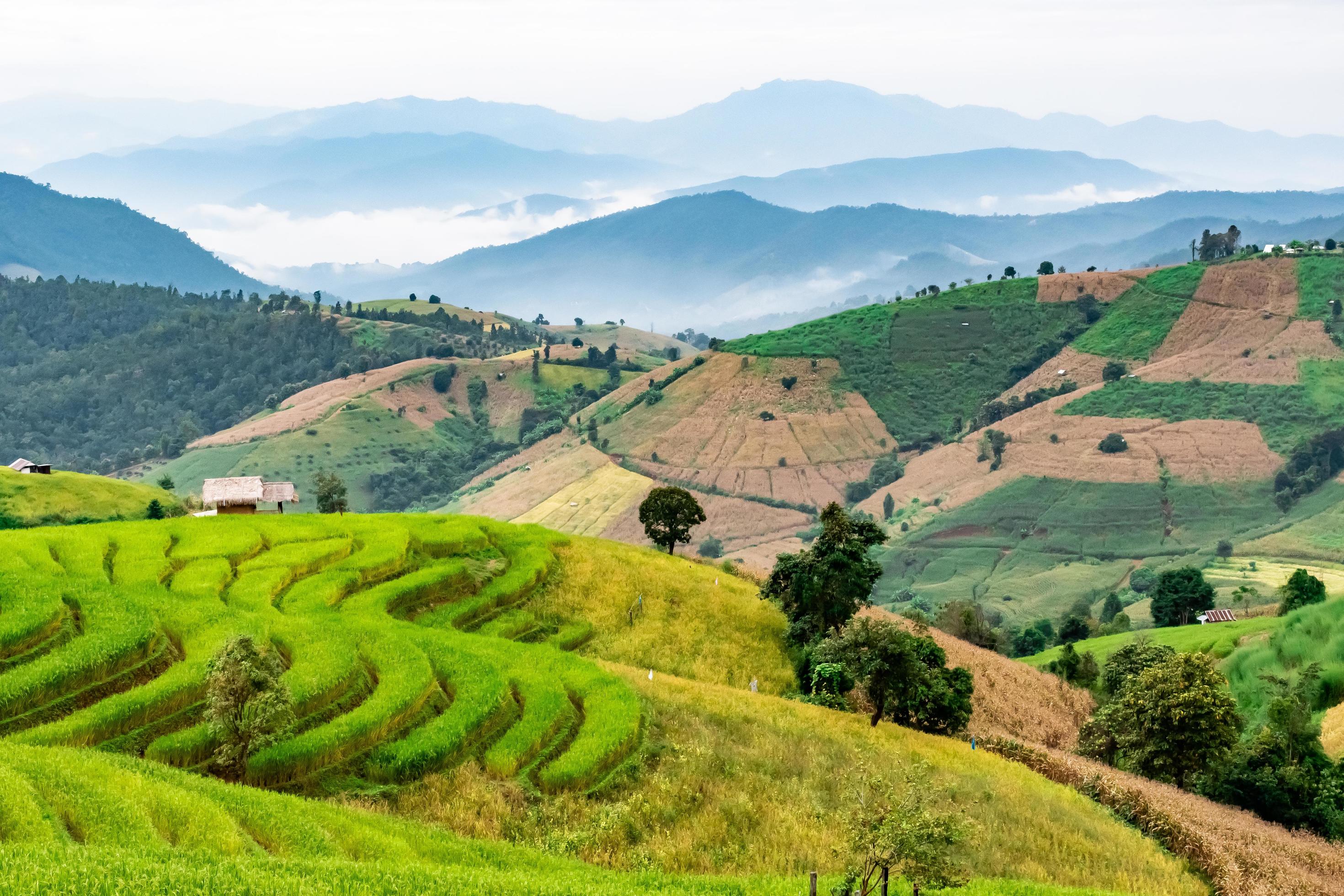 landscape of Rice terrace at Ban pa bong piang in Chiang mai Thailand Stock Free