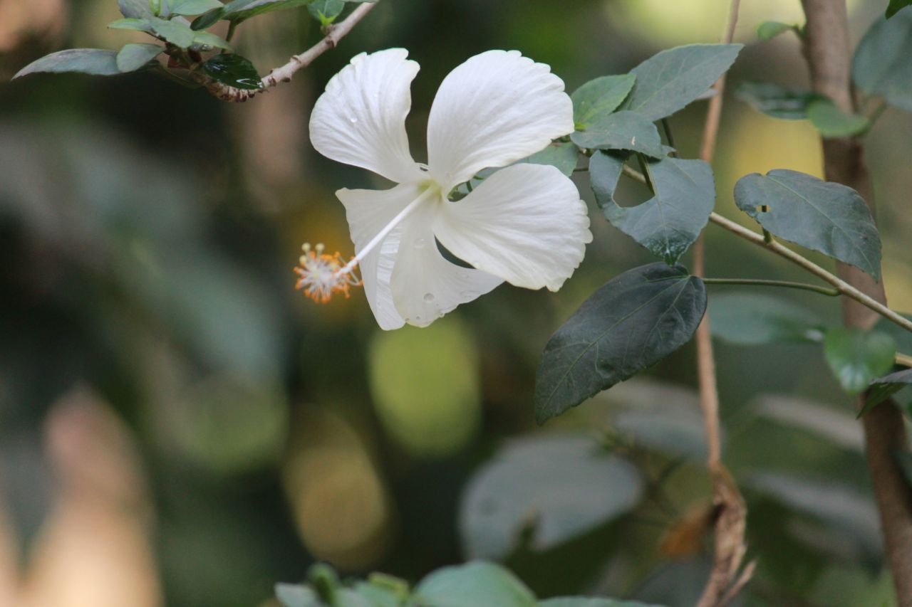 White Shoe Flower Stock Free