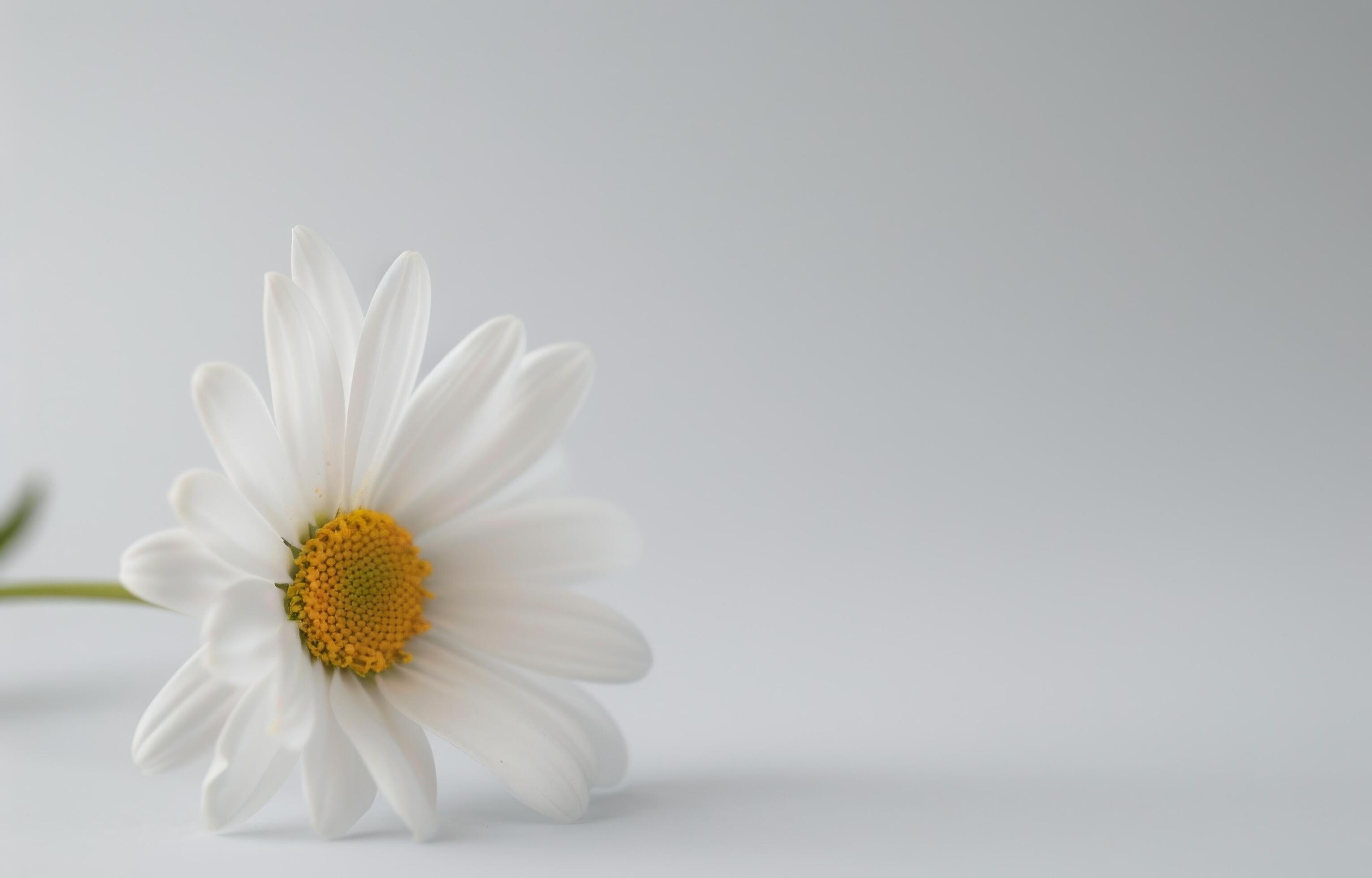 Single White Daisy on White Background Stock Free