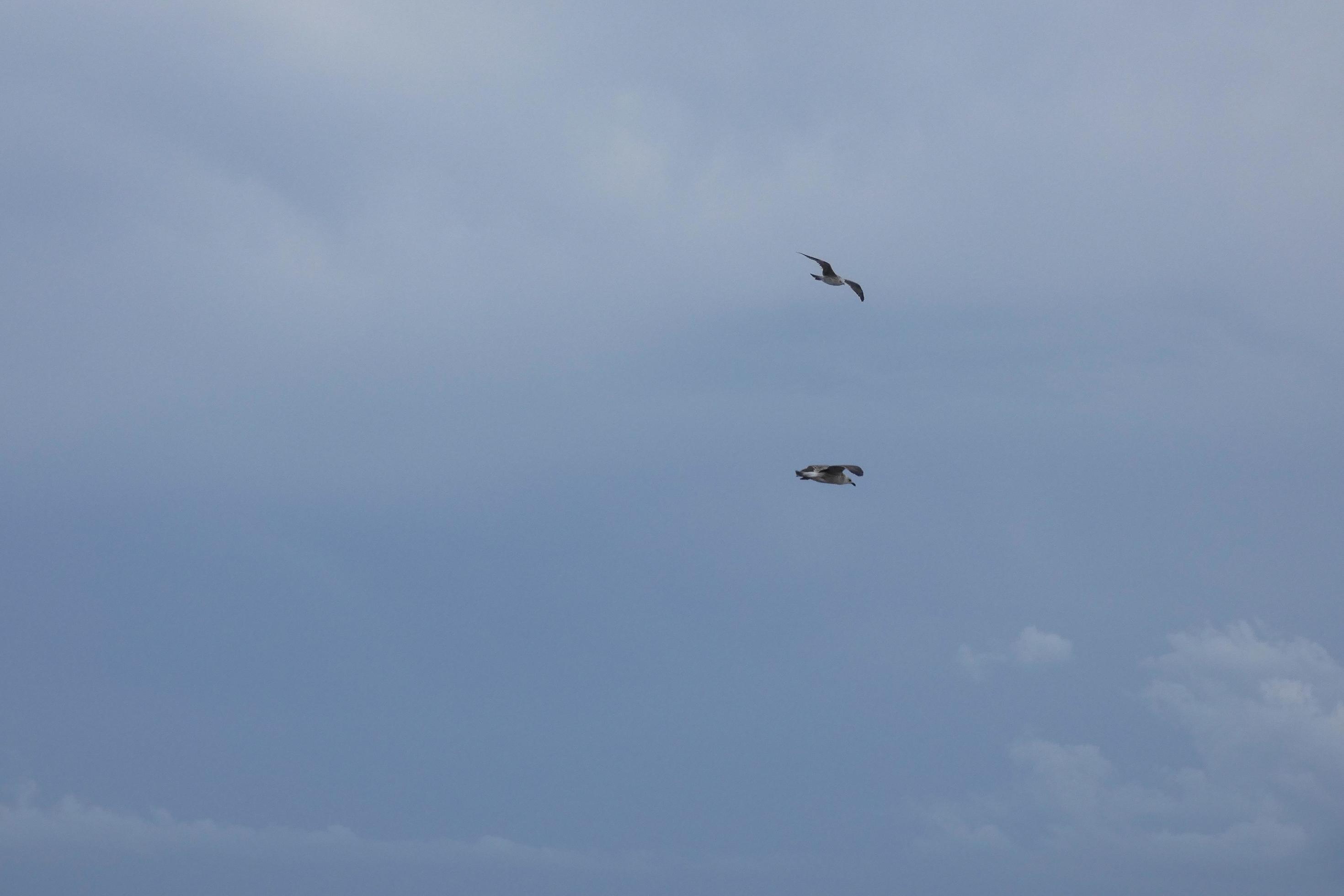 Wild seagulls in nature along the cliffs of the Catalan Costa Brava, Mediterranean, Spain. Stock Free