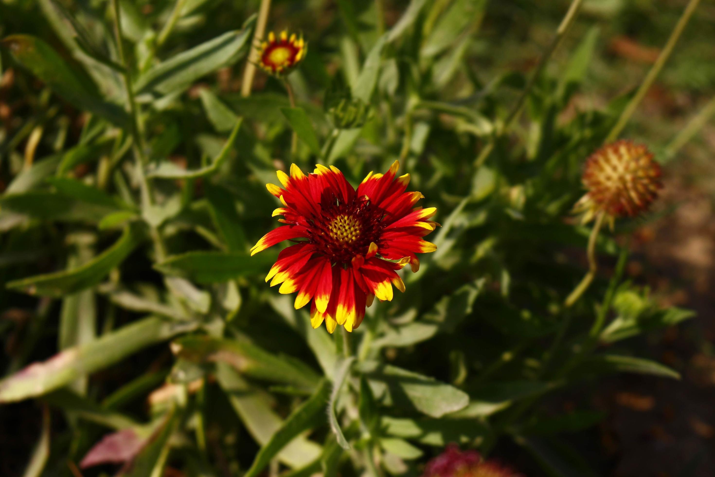 Bright Colorful Flowers In Outdoor Garden in Karachi Pakistan 2022 Stock Free