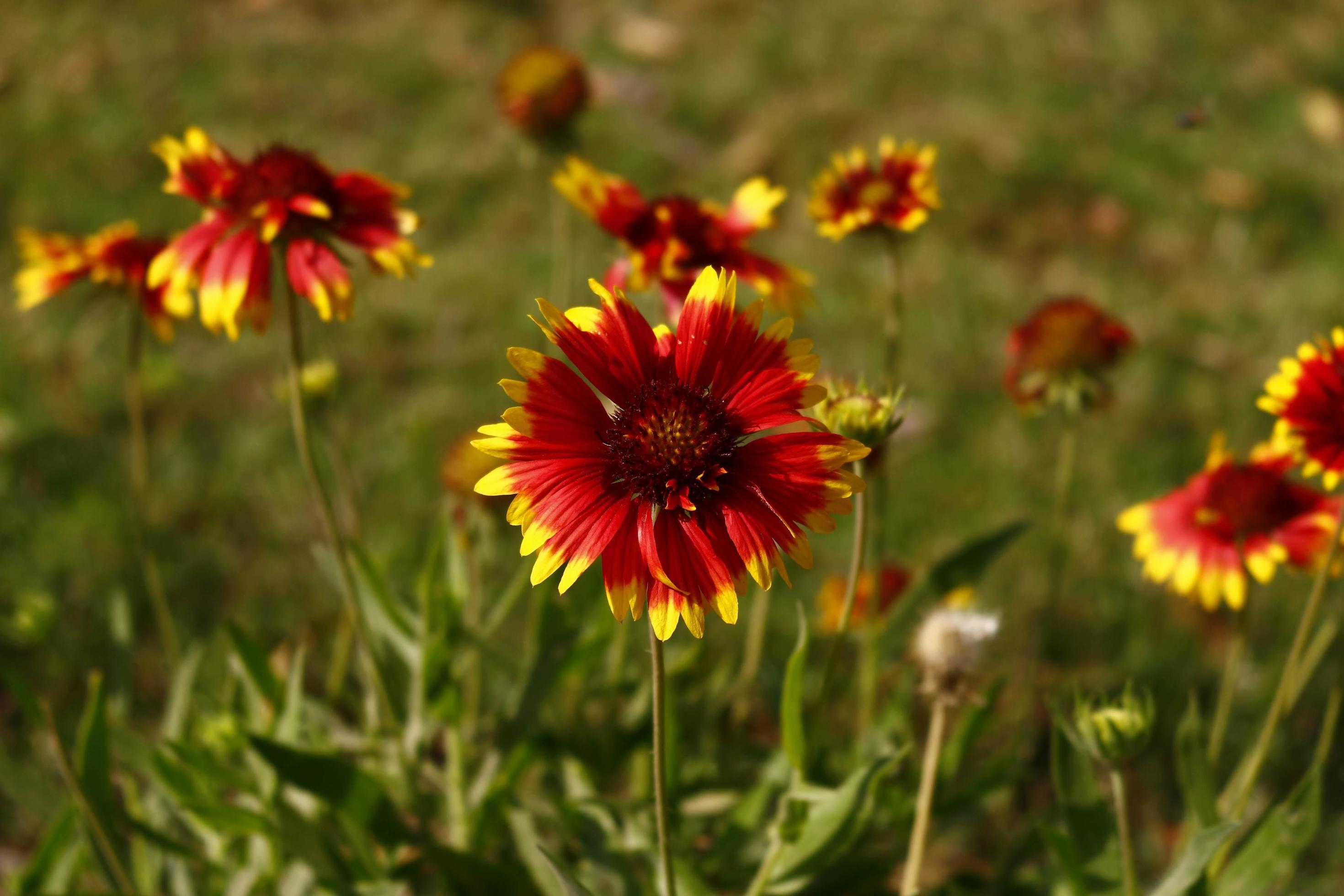 Bright Colorful Flowers In Outdoor Garden in Karachi Pakistan 2022 Stock Free