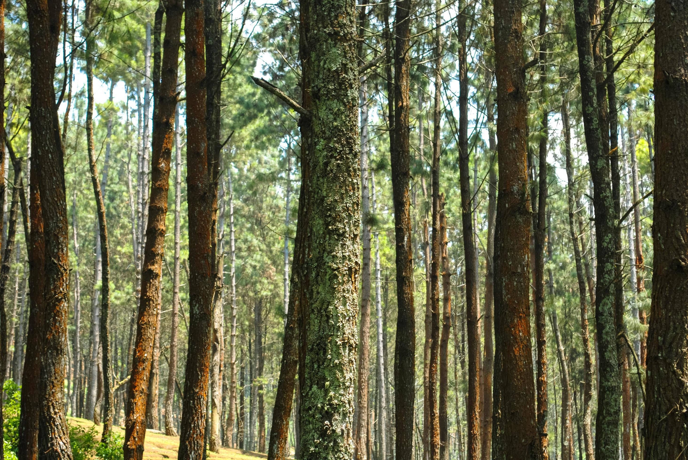 the natural scenery of the wood forest that is suitable as a background Stock Free