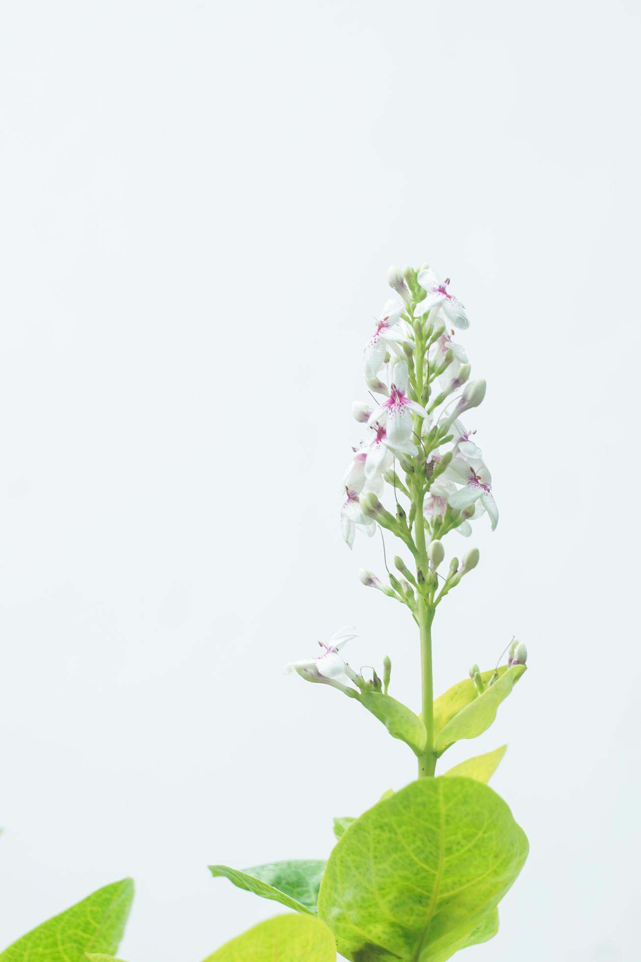 White flowers bloom on a white background no 1 Stock Free