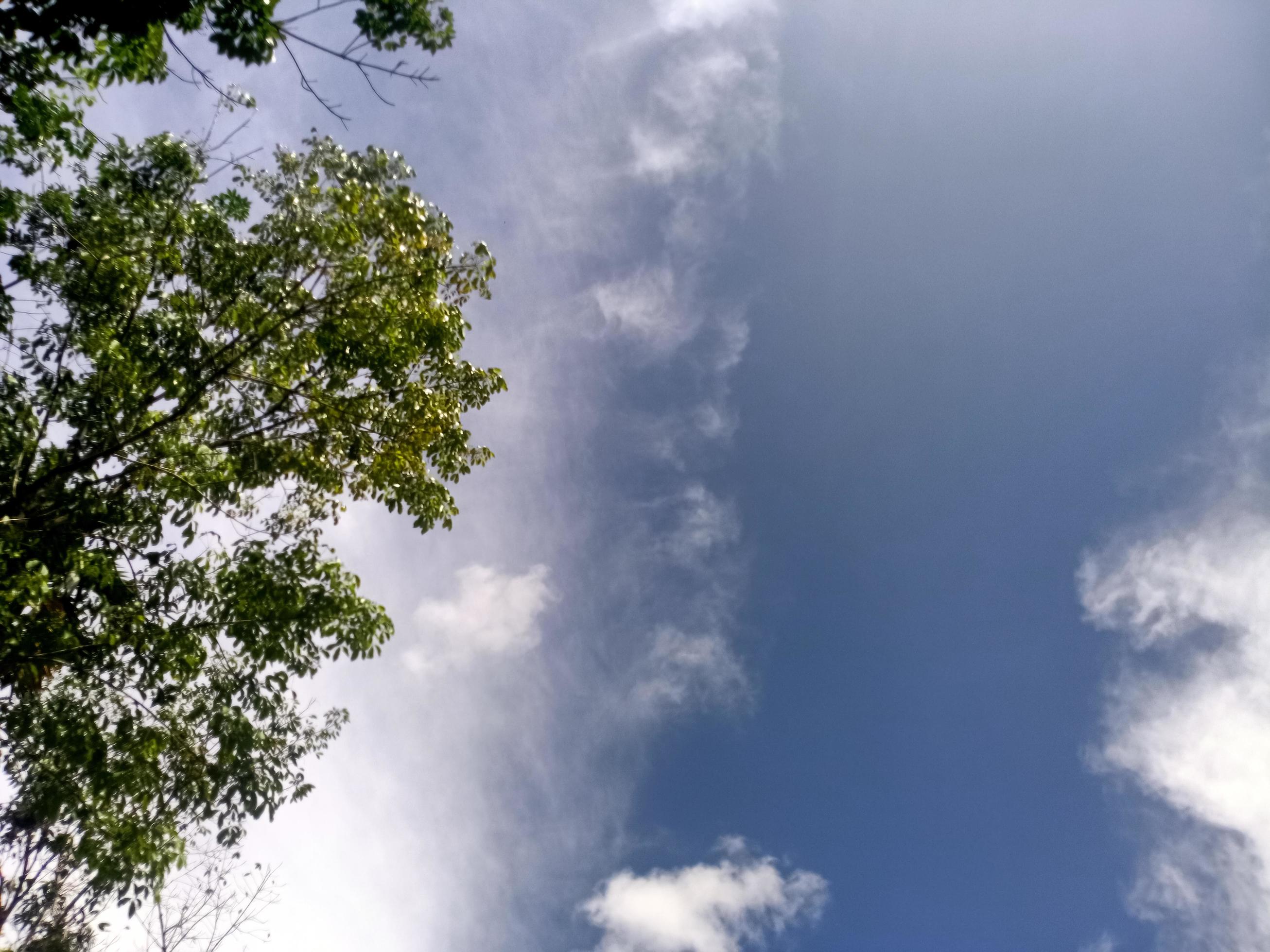 beautiful view clear blue sky and lots of natural green trees Stock Free