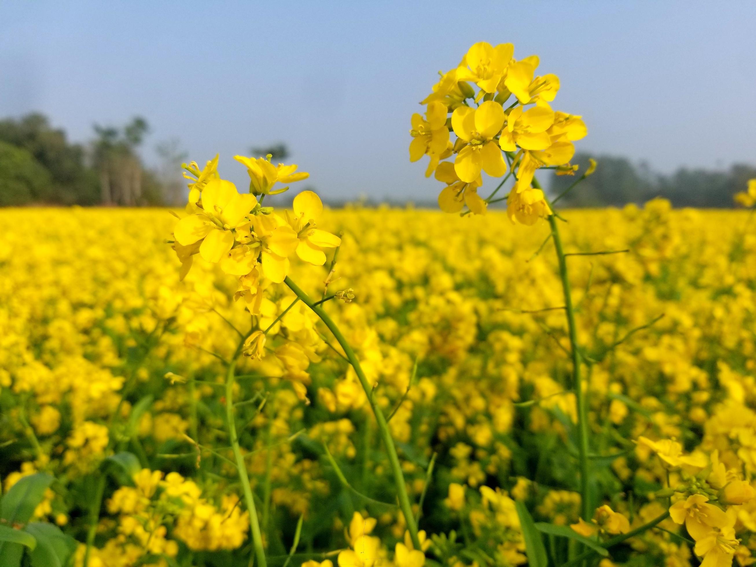 Large yellow field of rape flower Stock Free