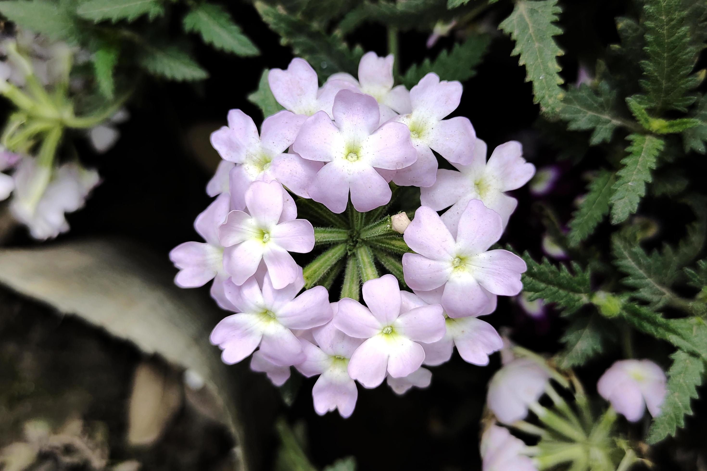 Verbena Beautiful Garden Flower Photo Stock Free