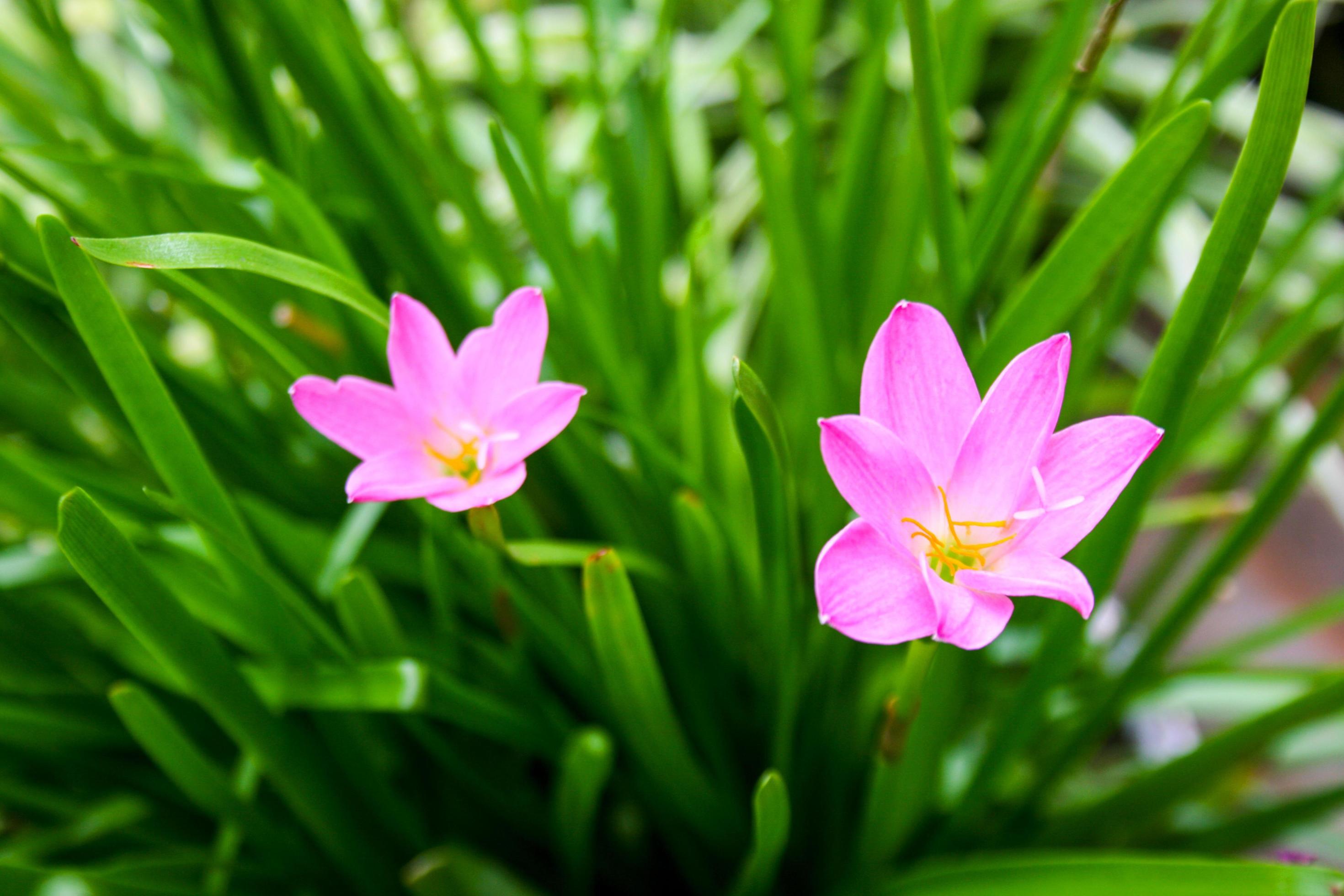 pink flower soft blur beauty nature in garden Thailand Stock Free