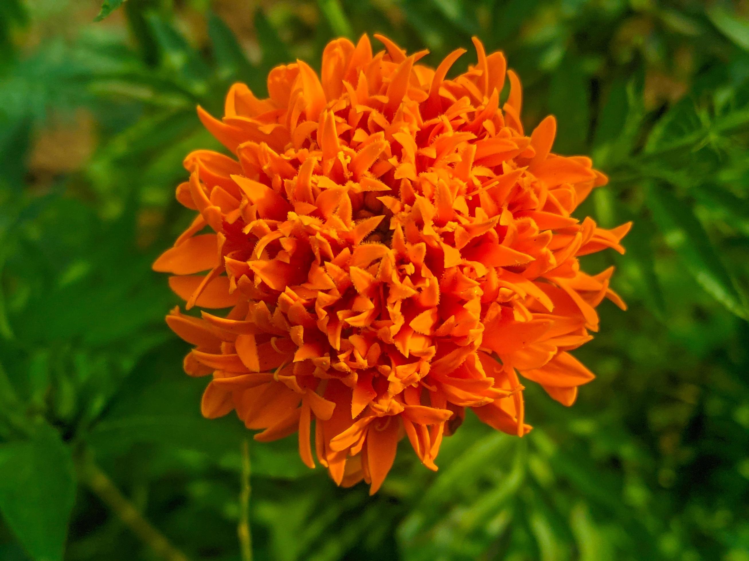 Orange marigold flowers. This flower has the meaning of beauty, wealth, fame, and warmth Stock Free