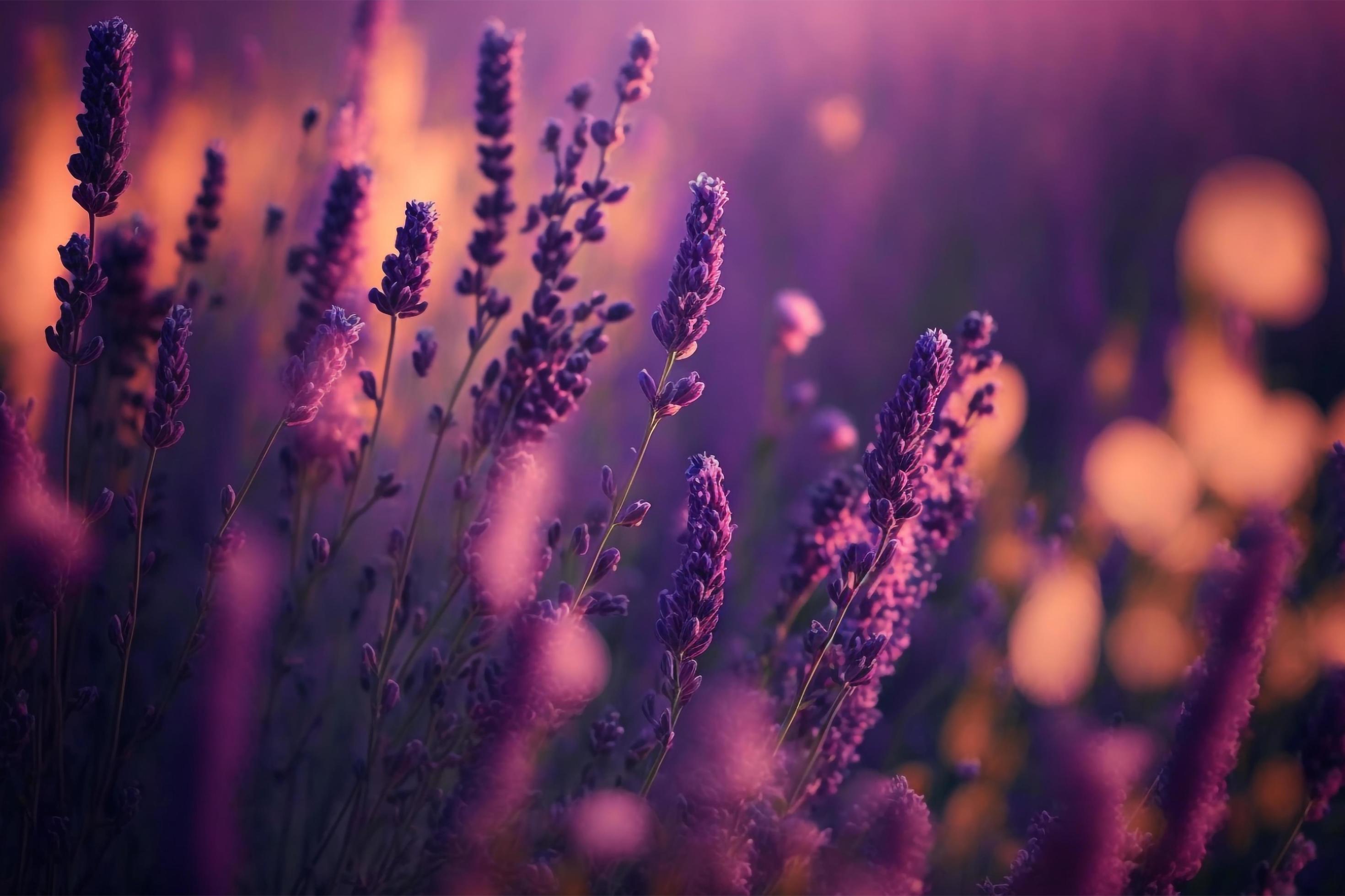 Blooming flagant lavender flowers on a field, closeup violet background Stock Free