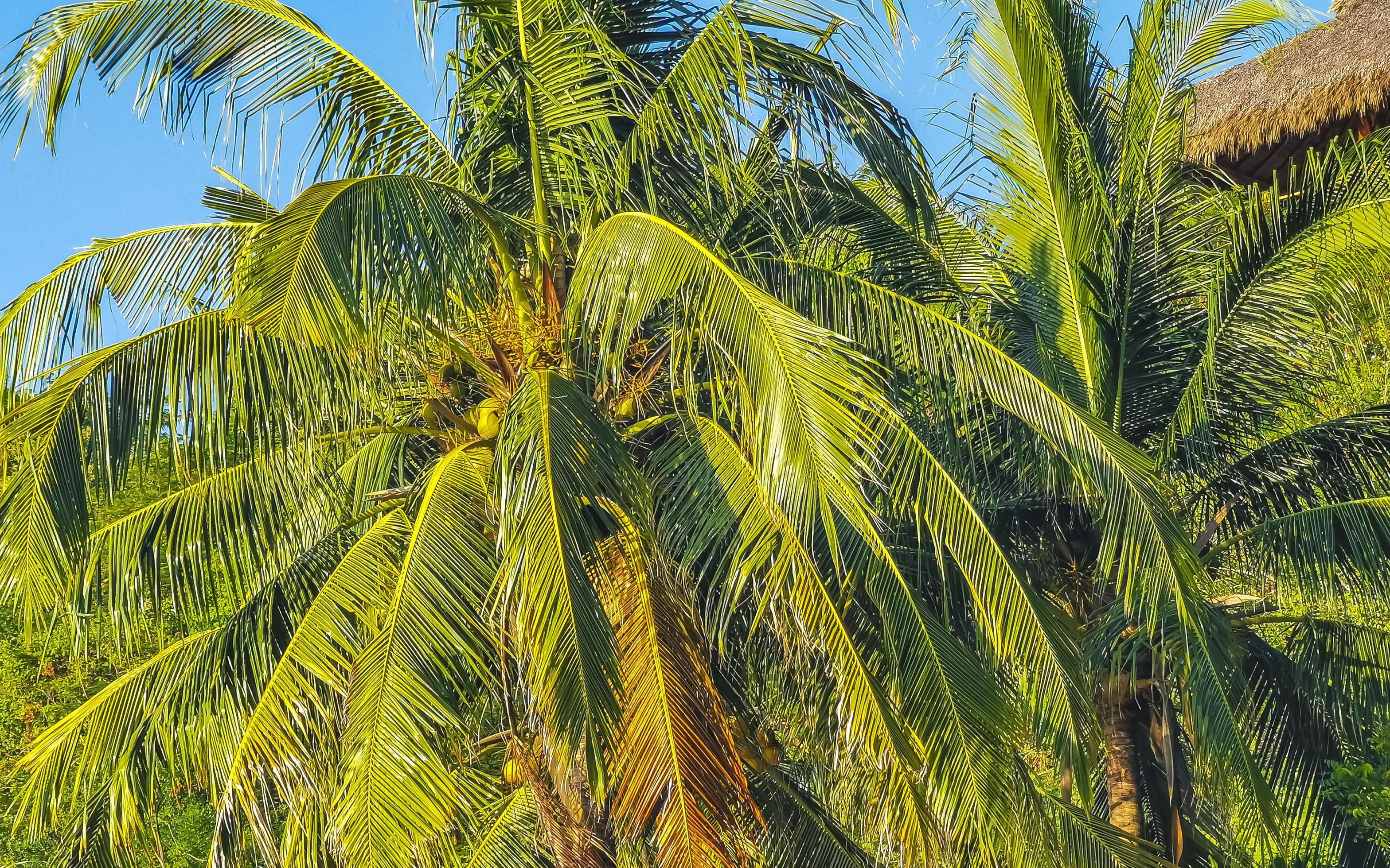 Tropical natural palm tree coconuts blue sky in Mexico. Stock Free