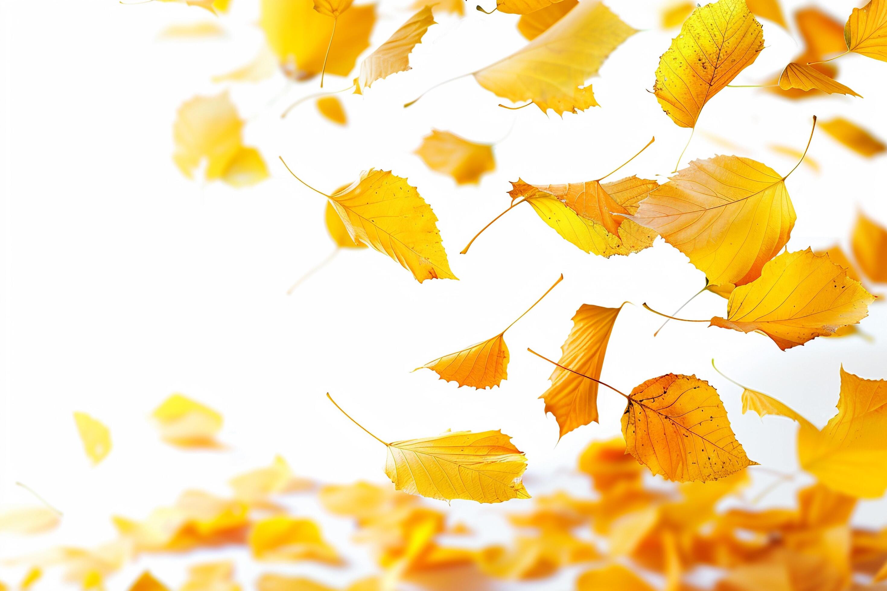 Scattered Autumn Leaves on White Background. Stock Free