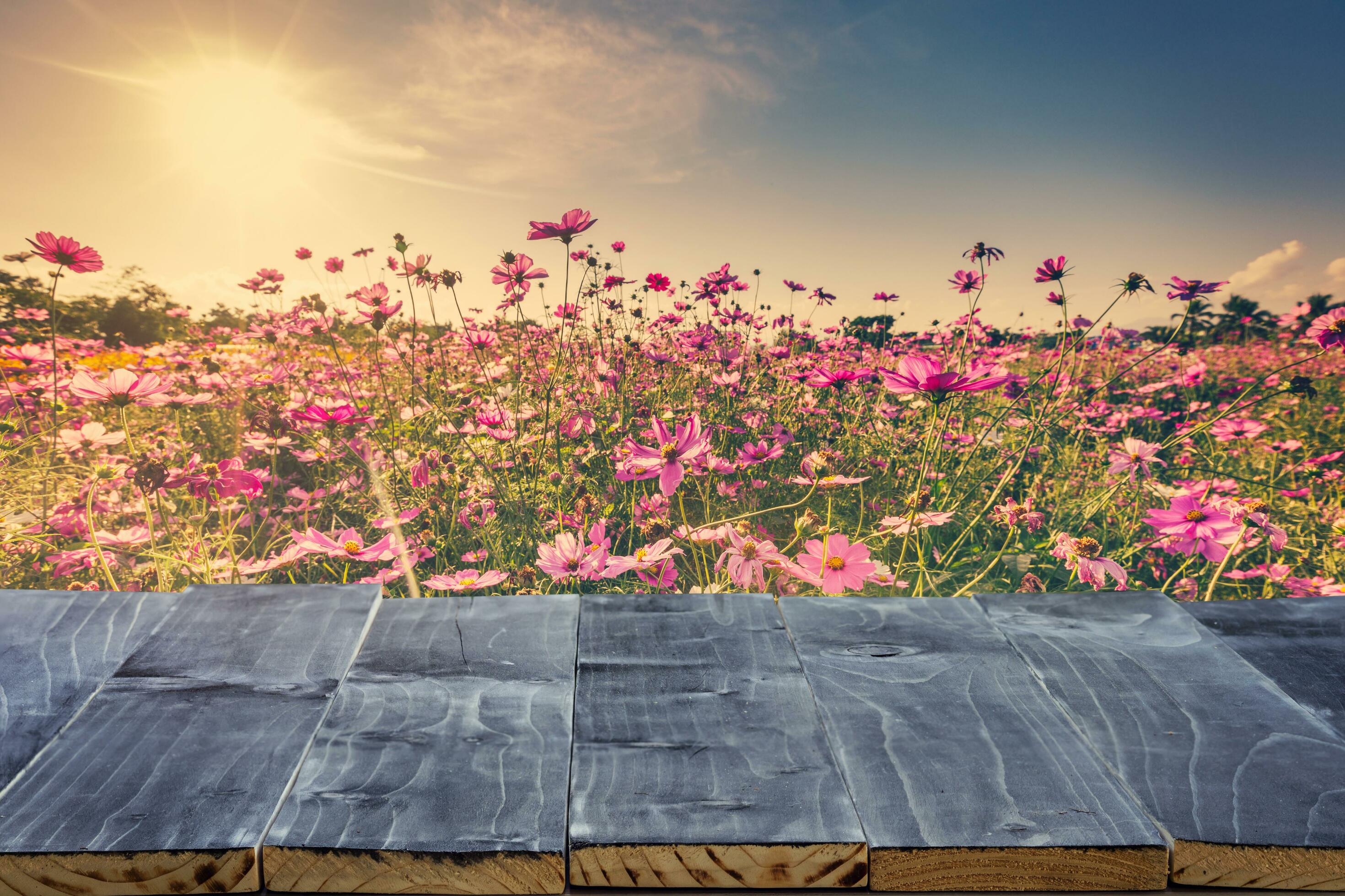 Empty wood table top for product display montage and cosmos flower and sunlight in garden. Stock Free