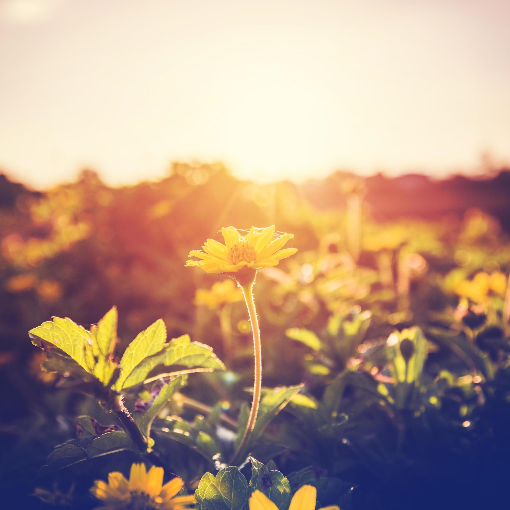 Vintage of photo flowers yellow and plants in sunset Stock Free